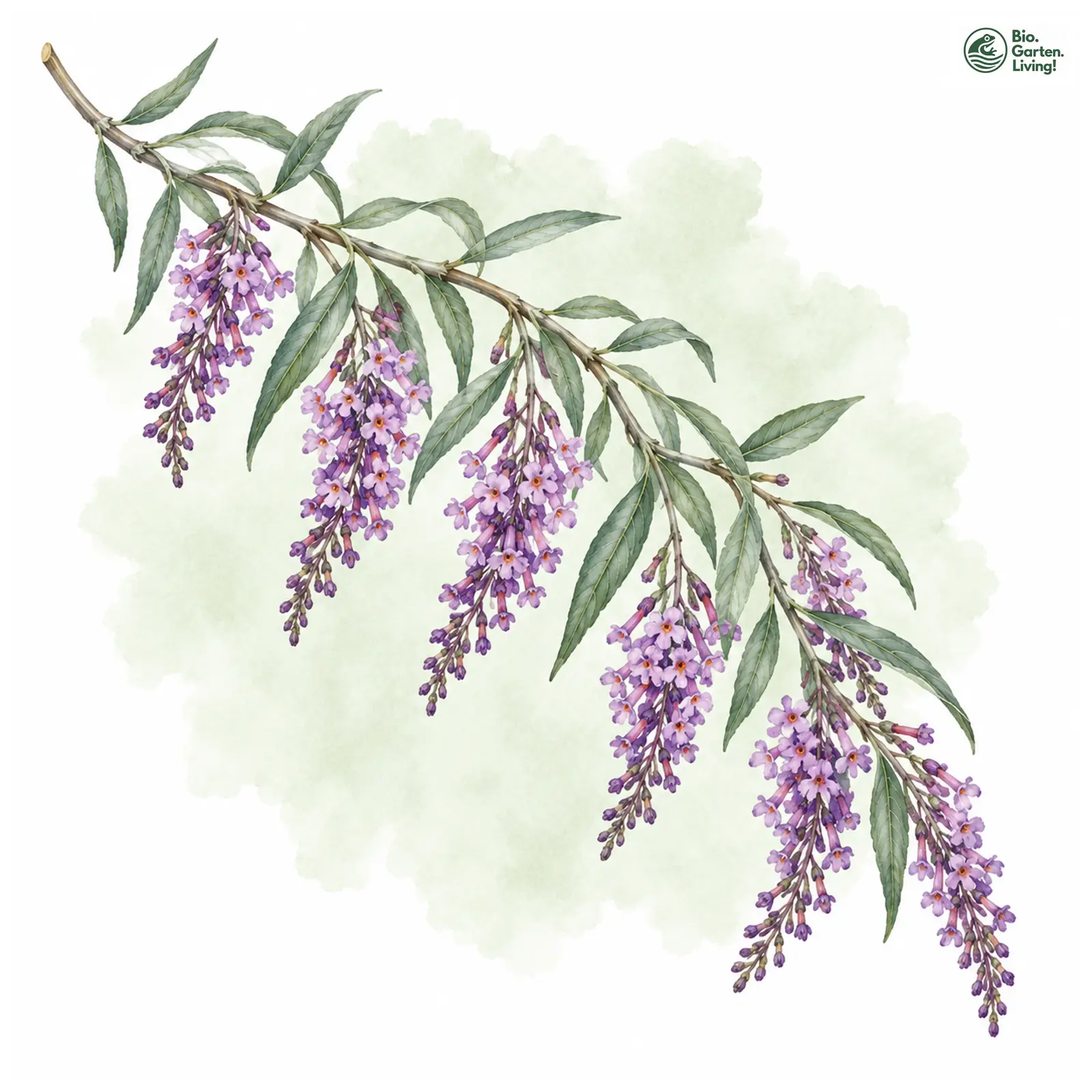 Aquarellzeichnung: Wechselblättriger Sommerflieder (Buddleja alternifolia)