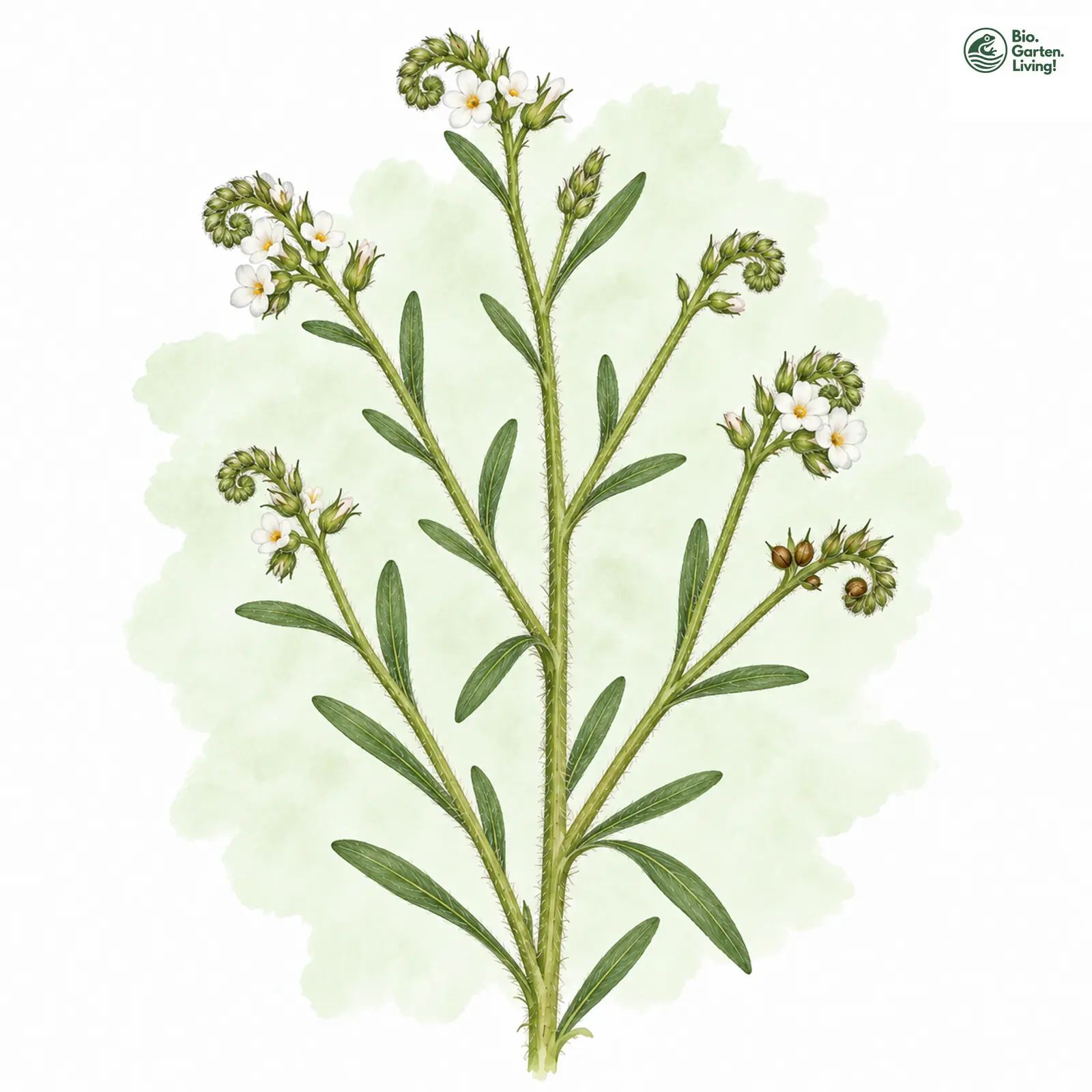 Aquarellzeichnung: Acker-Rindszunge (I. W. S.) (Buglossoides arvensis (im weiteren Sinne))