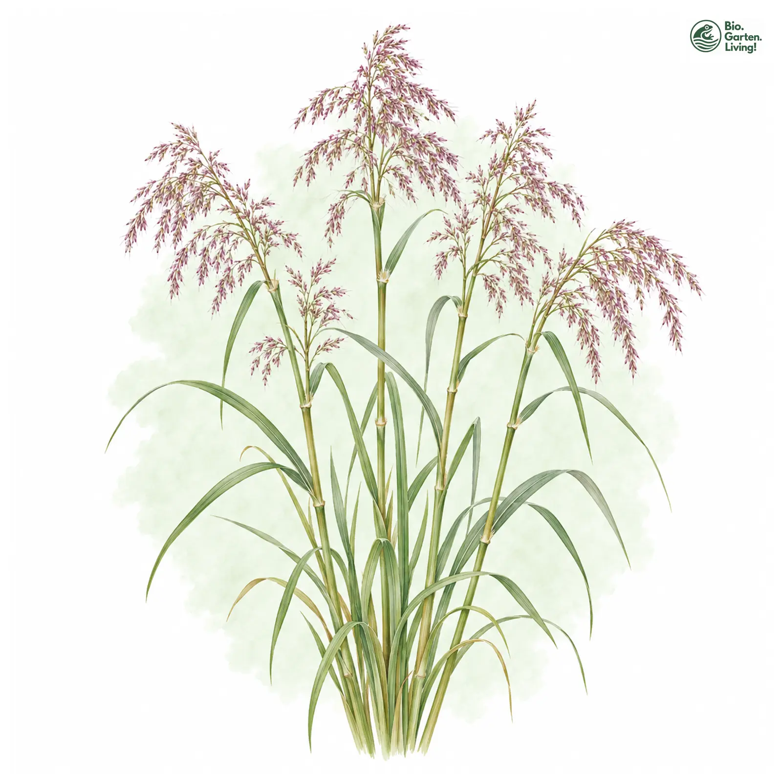 Aquarellzeichnung: Purpur-Reitgras (Calamagrostis phragmitoides)