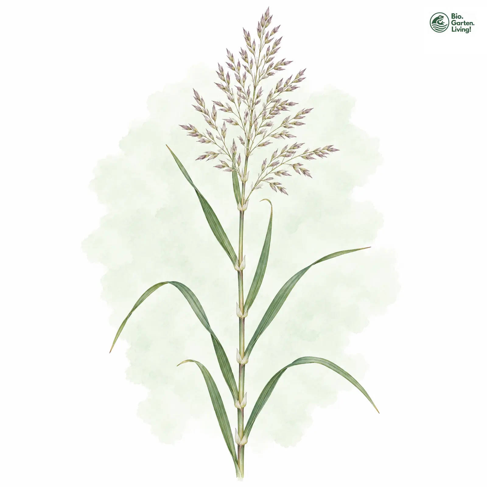 Aquarellzeichnung: Sächsisches Reitgras (Calamagrostis rivalis)