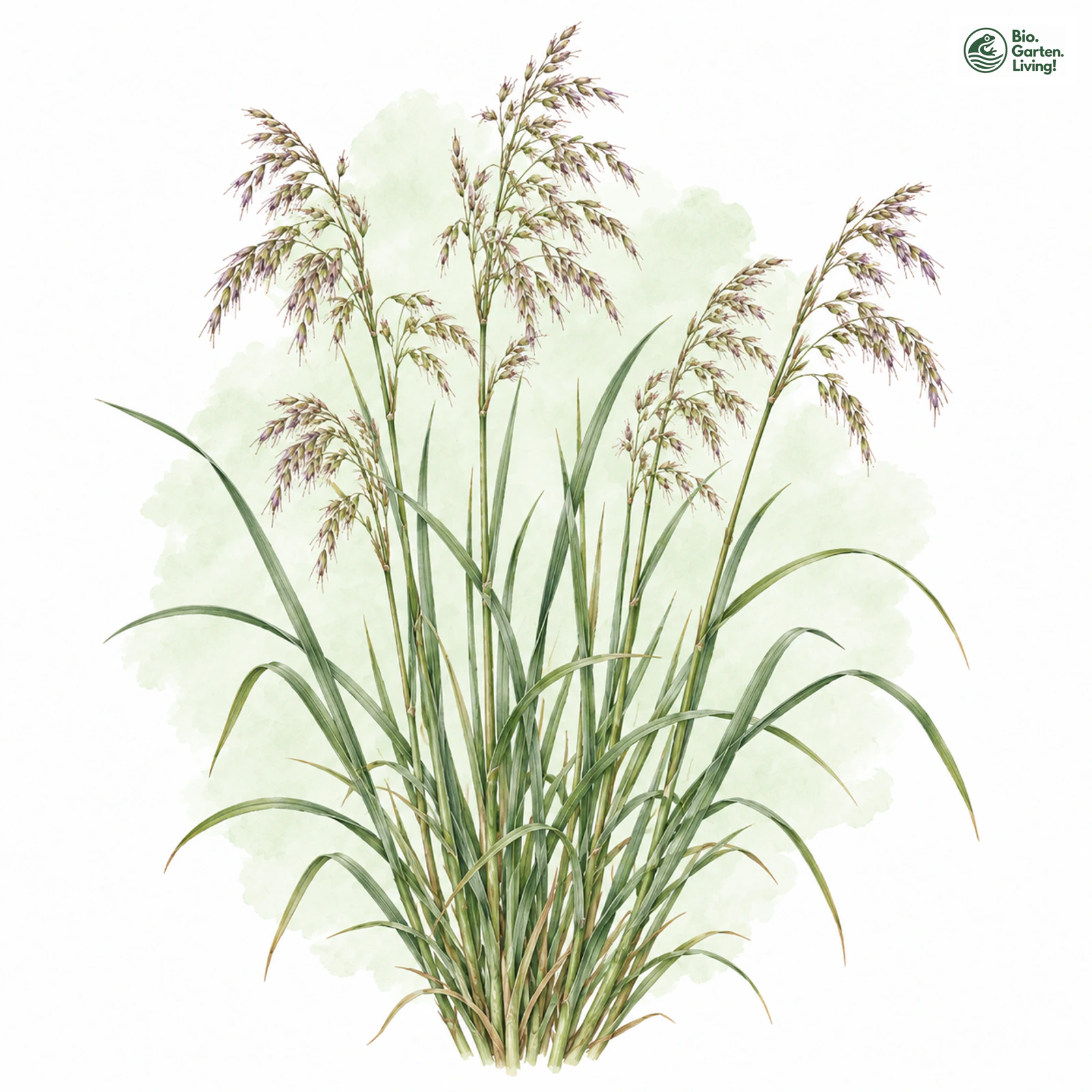 Aquarellzeichnung: Moor-Reitgras (Calamagrostis stricta)