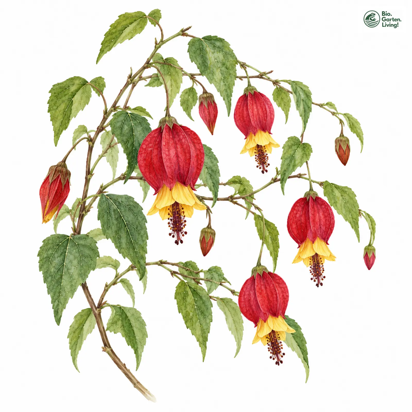 Aquarellzeichnung: Schönmalve (Callianthe megapotamica)