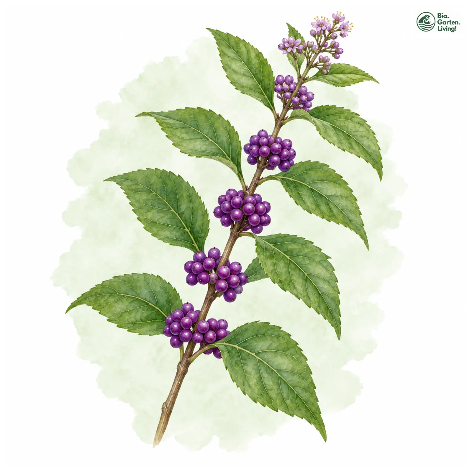 Aquarellzeichnung: Liebesperlenstrauch (Callicarpa bodinieri)