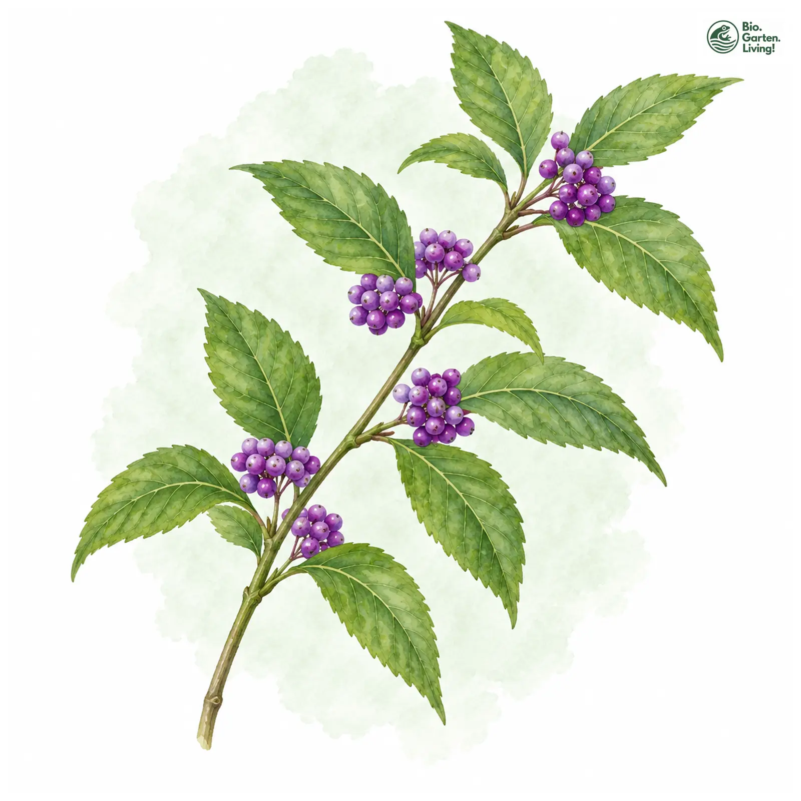 Aquarellzeichnung: Purpur-Schönfrucht (Callicarpa dichotoma)