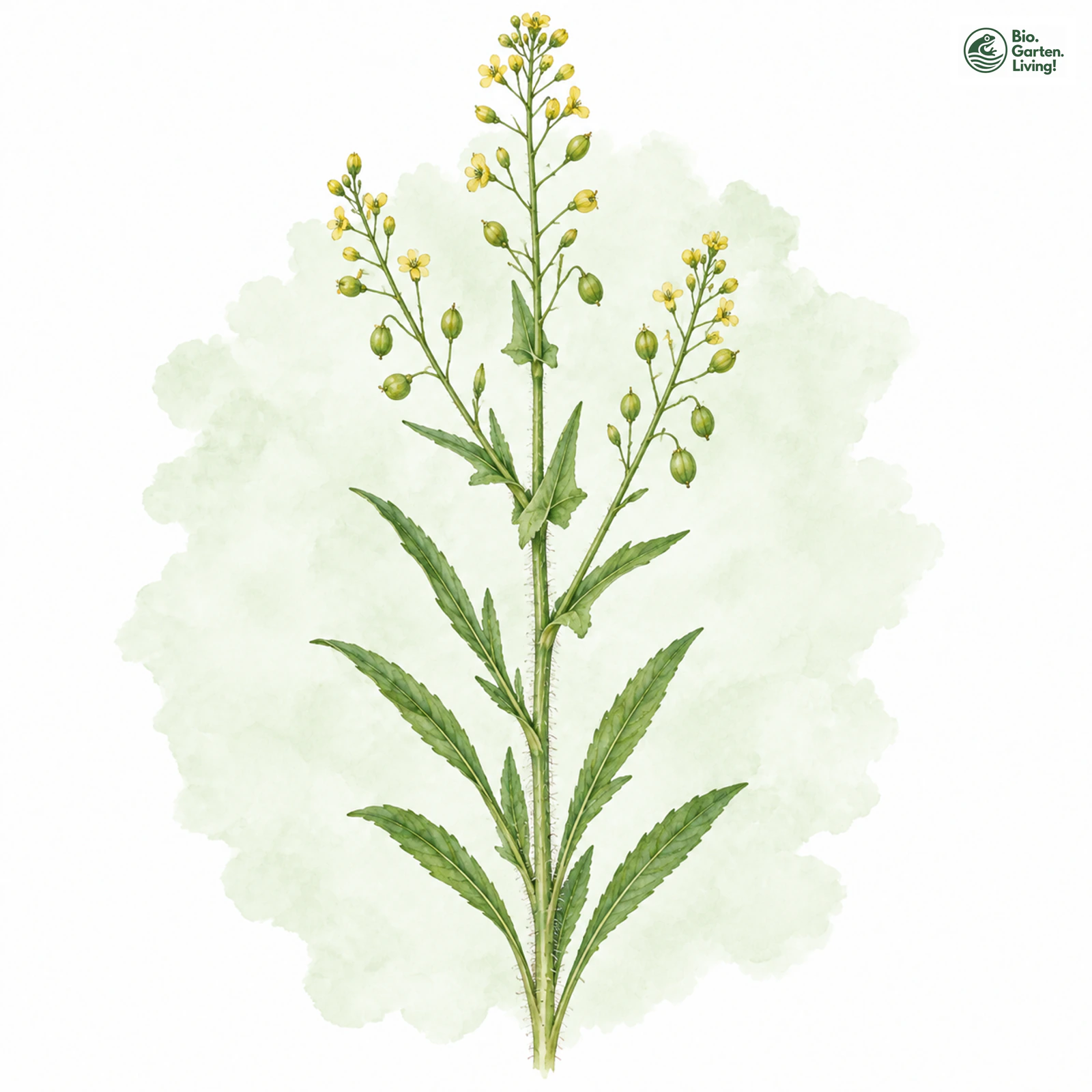 Aquarellzeichnung: Kleinfrüchtiger Leindotter (Camelina microcarpa)