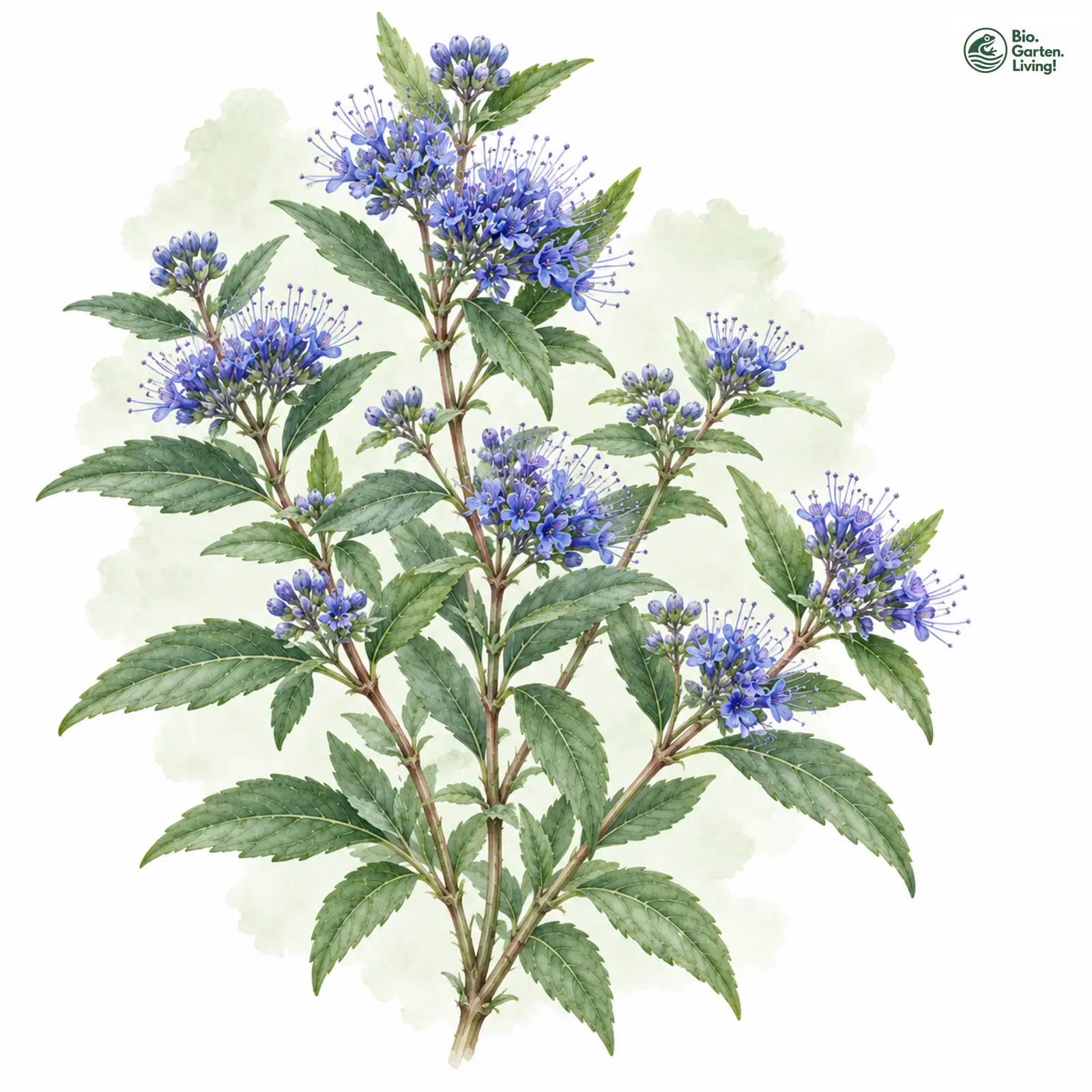 Aquarellzeichnung: Bartblume (Caryopteris × clandonensis)