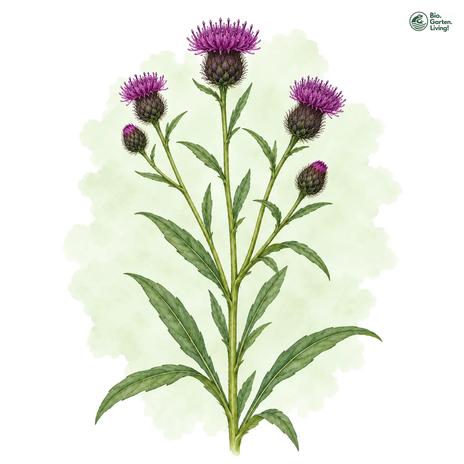Aquarellzeichnung: Schwarze Flockenblume (Centaurea nigra (im weiteren Sinne))