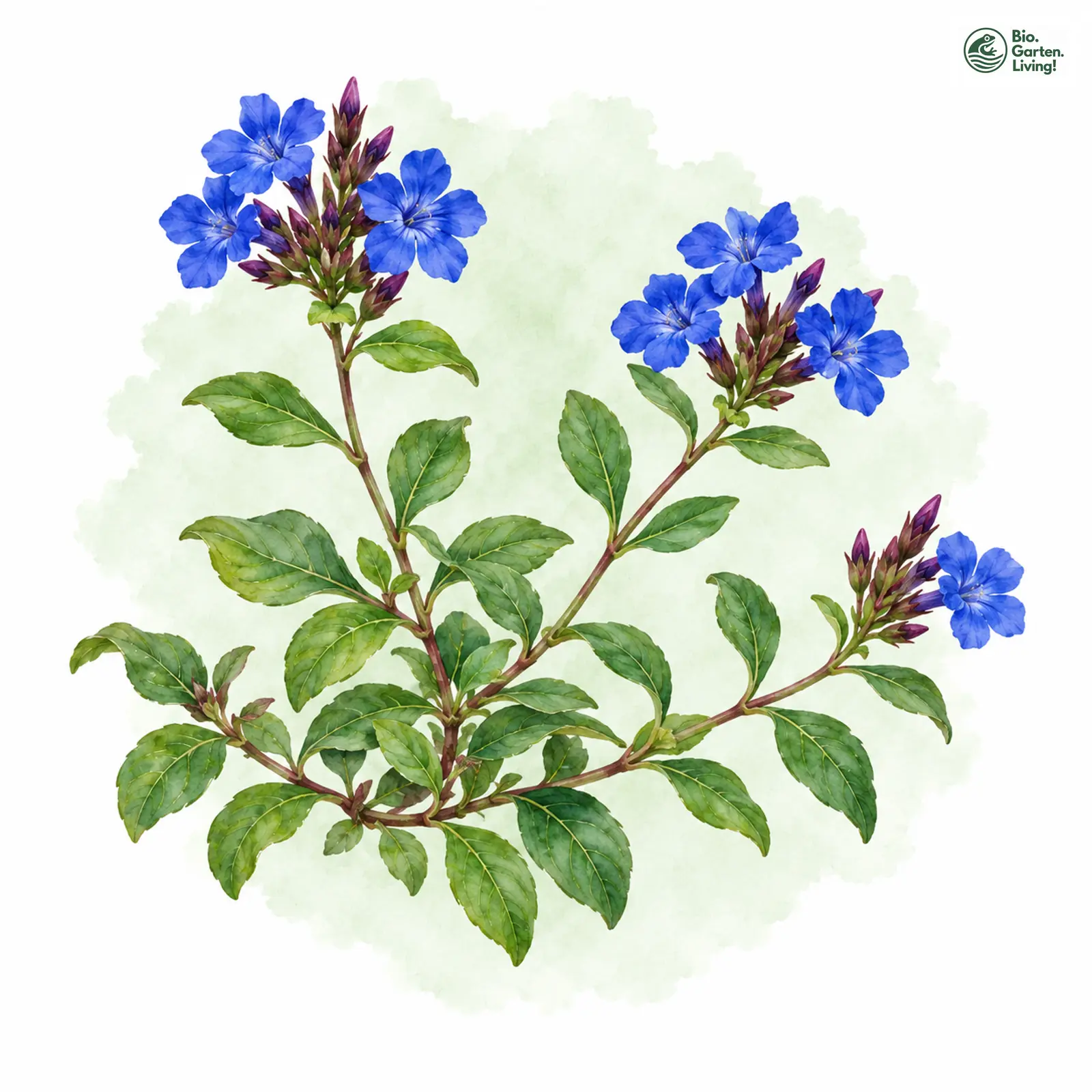 Aquarellzeichnung: Chinesische Bleiwurz (Ceratostigma plumbaginoides)