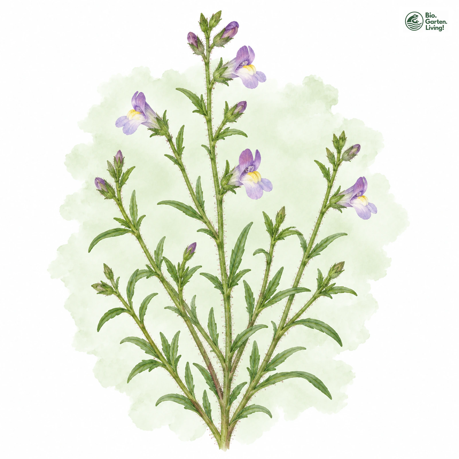 Aquarellzeichnung: Kleiner Orant (Chaenorhinum minus)
