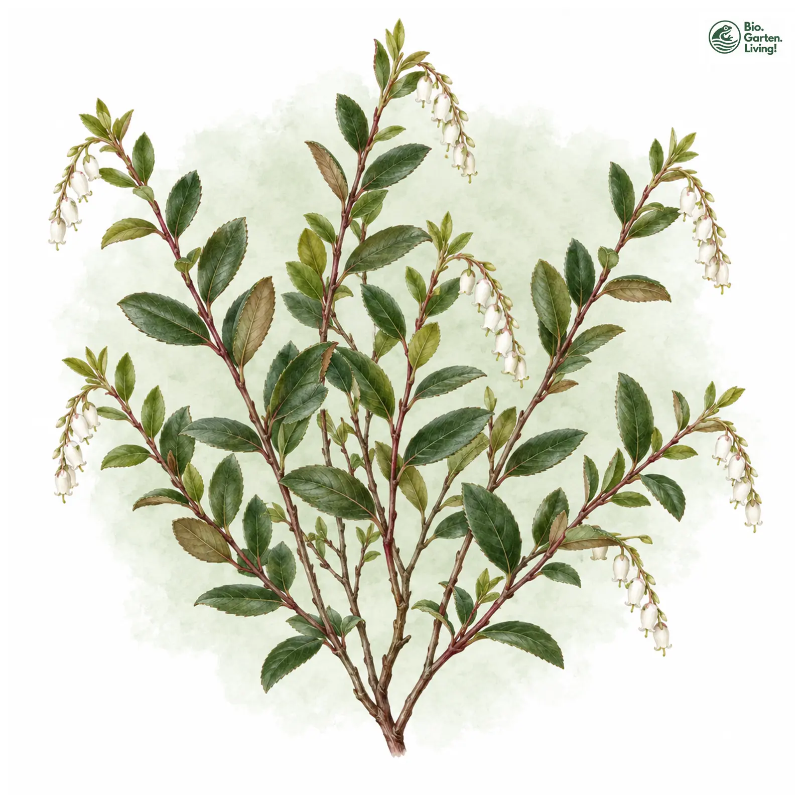 Aquarellzeichnung: Zwerglorbeer (Chamaedaphne calyculata)