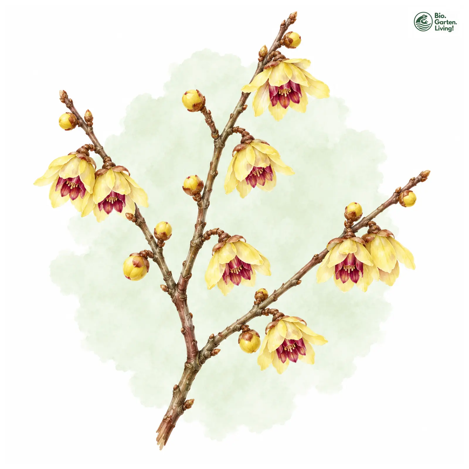 Aquarellzeichnung: Chinesische Winterblüte (Chimonanthus praecox)