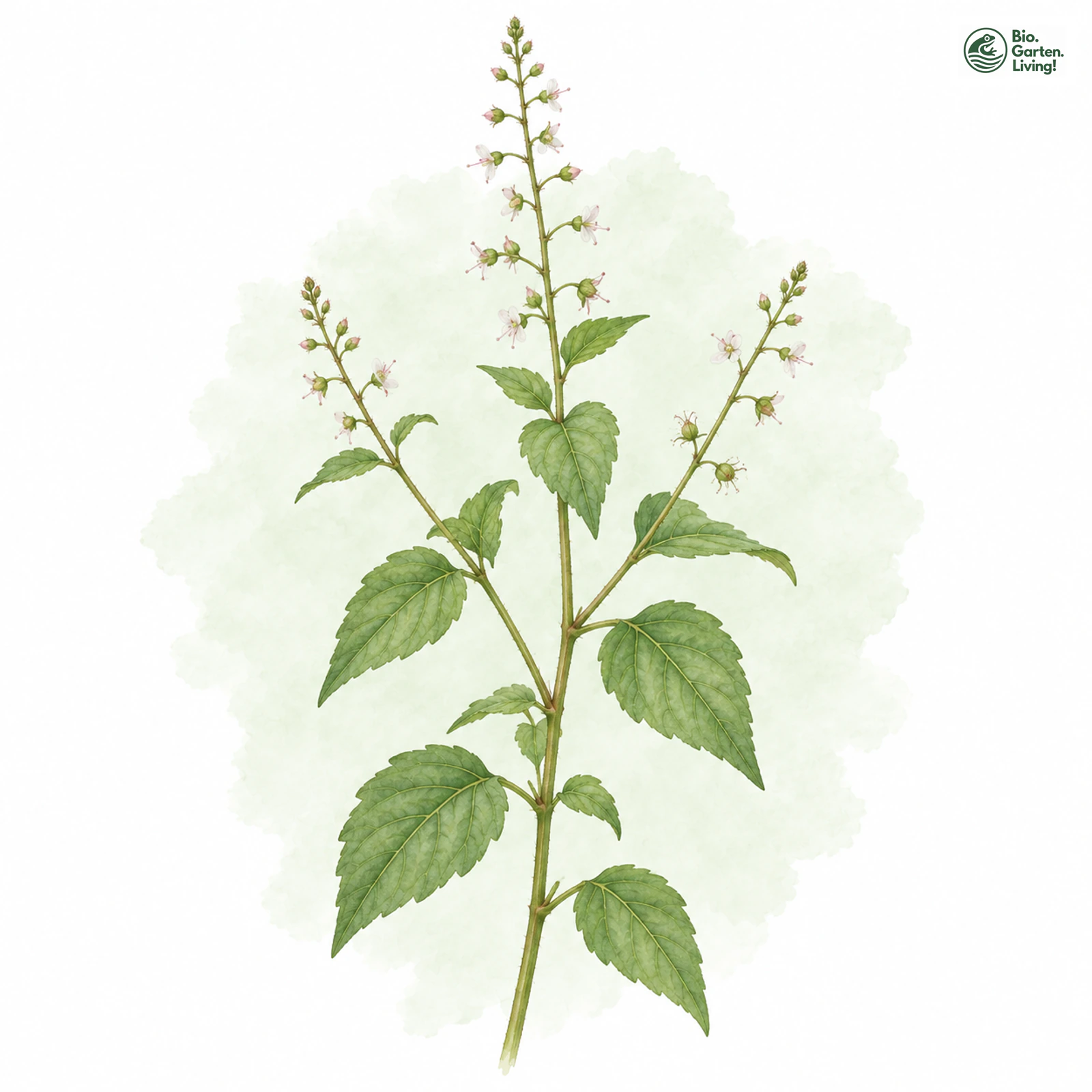 Aquarellzeichnung: Mittleres Hexenkraut (Circaea intermedia)