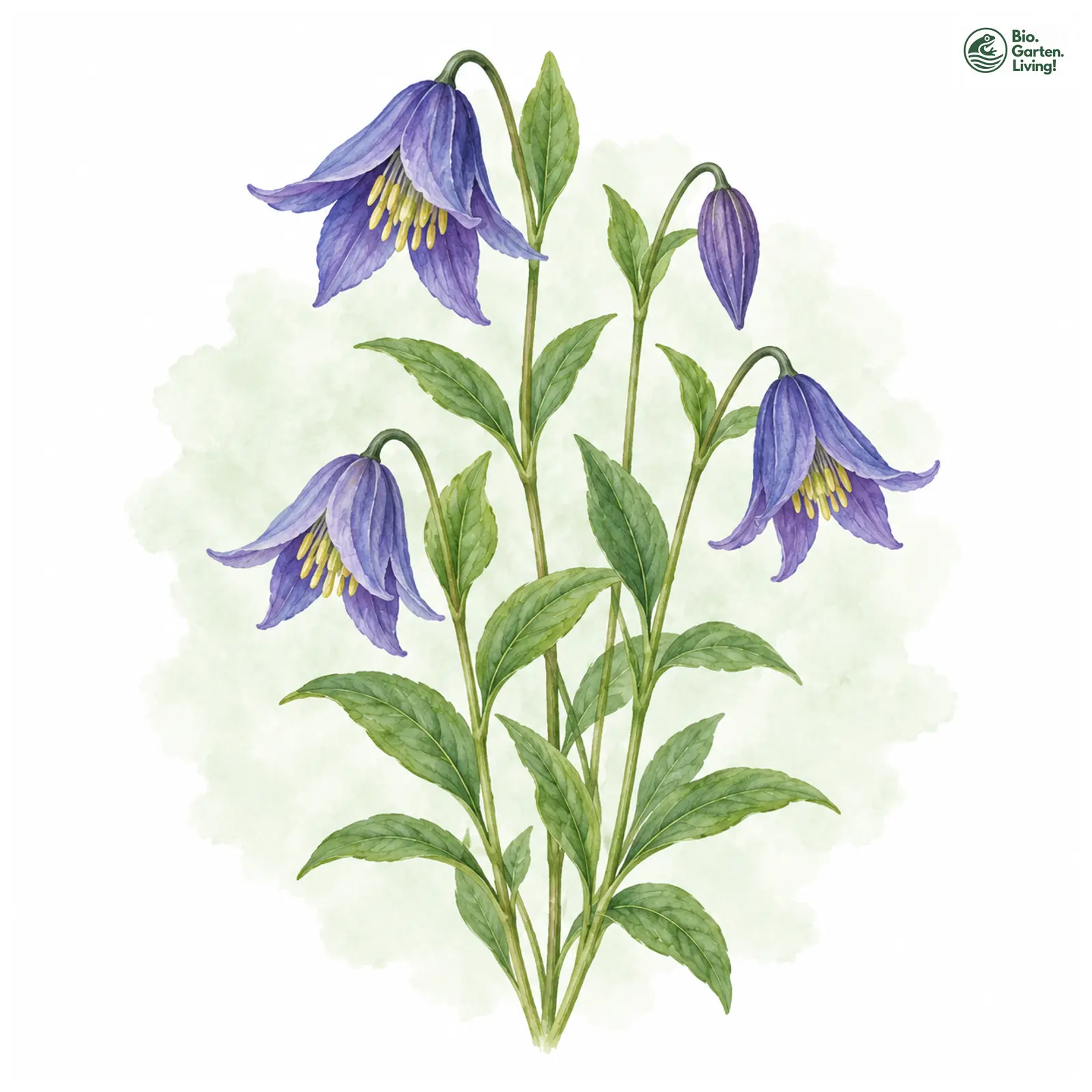 Aquarellzeichnung: Staudenclematis (clematis integrifolia)