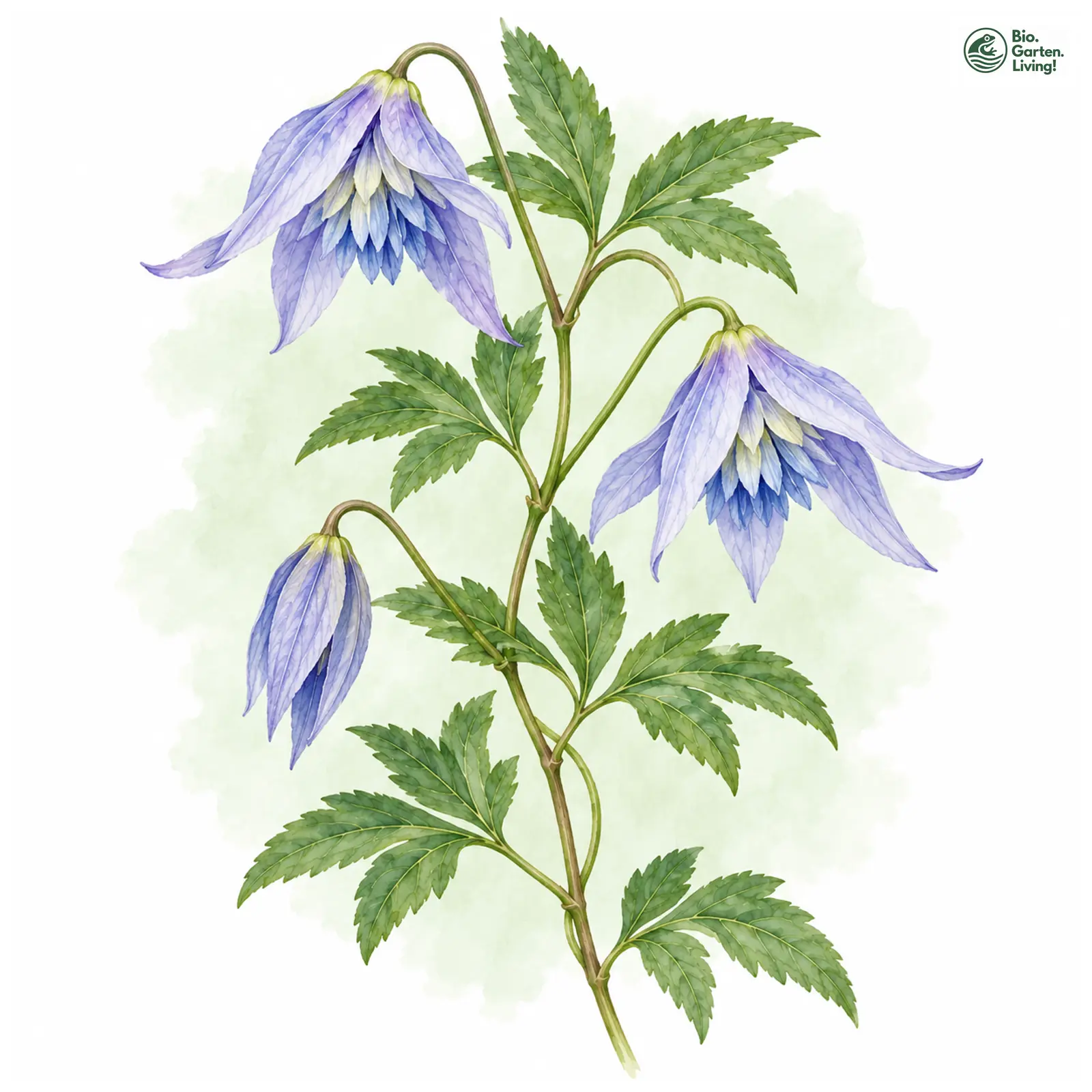 Aquarellzeichnung: Großblumige Waldrebe (Clematis macropetala)