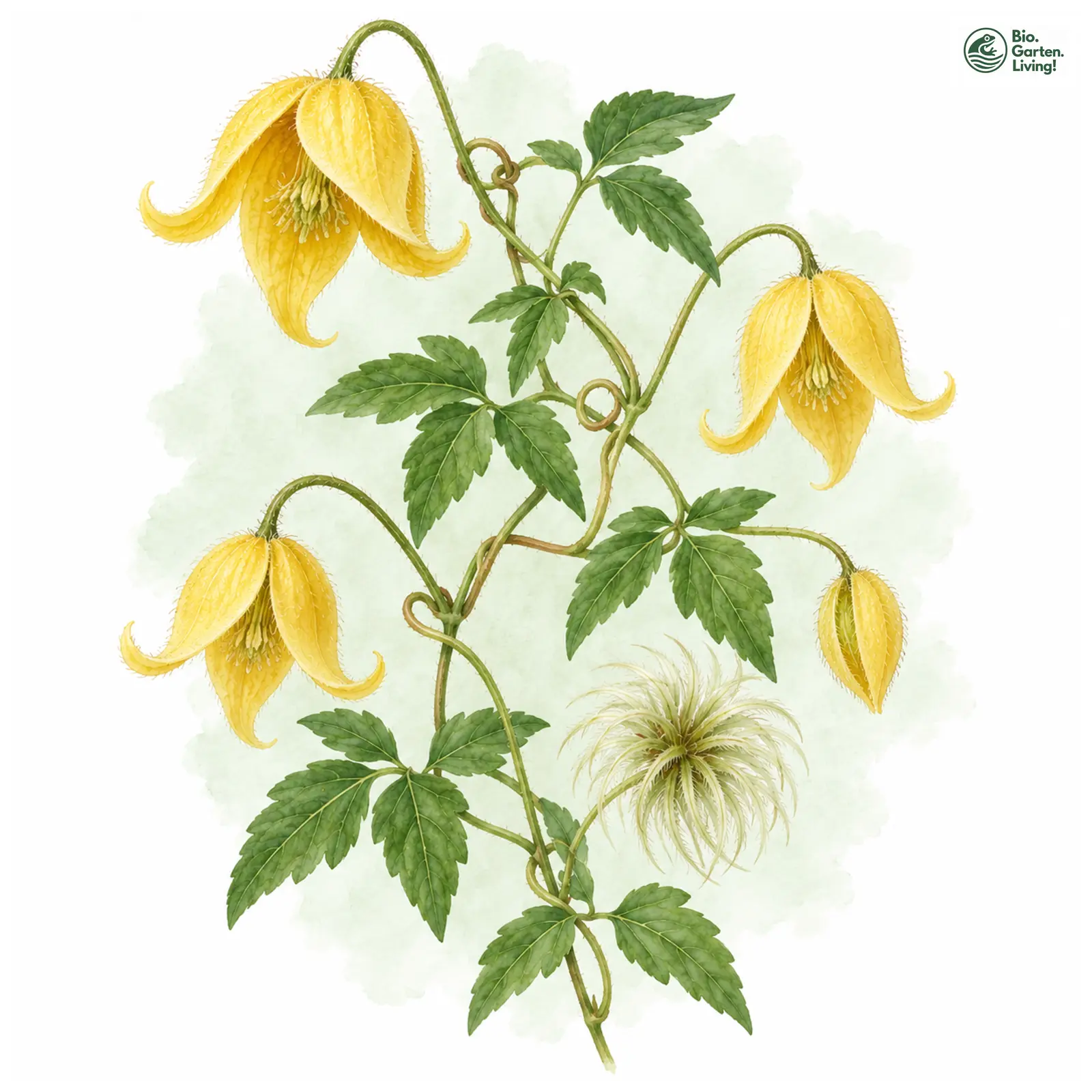 Aquarellzeichnung: Clematis orientalis (Clematis orientalis)