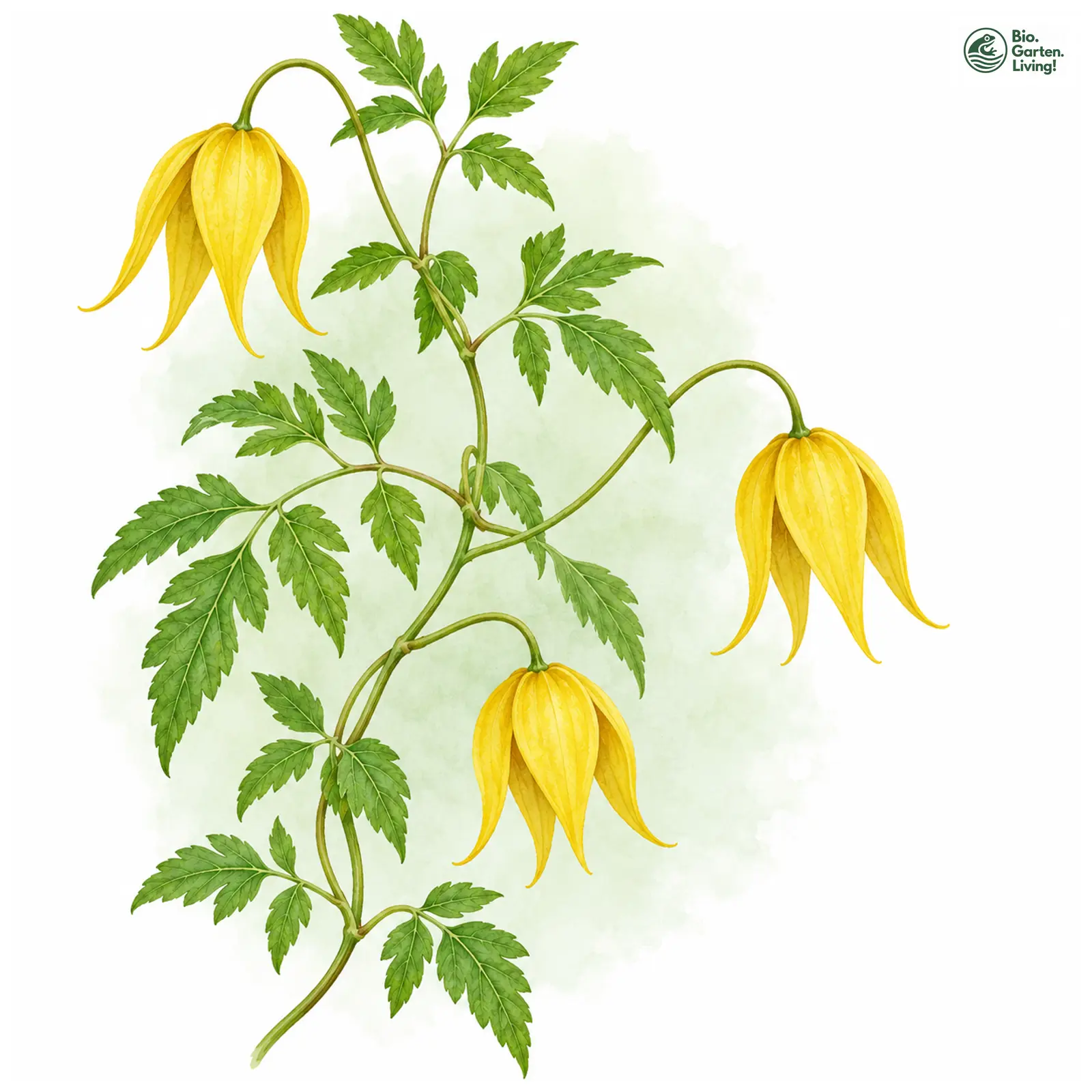 Aquarellzeichnung: Mongolei-Waldrebe (Clematis tangutica)