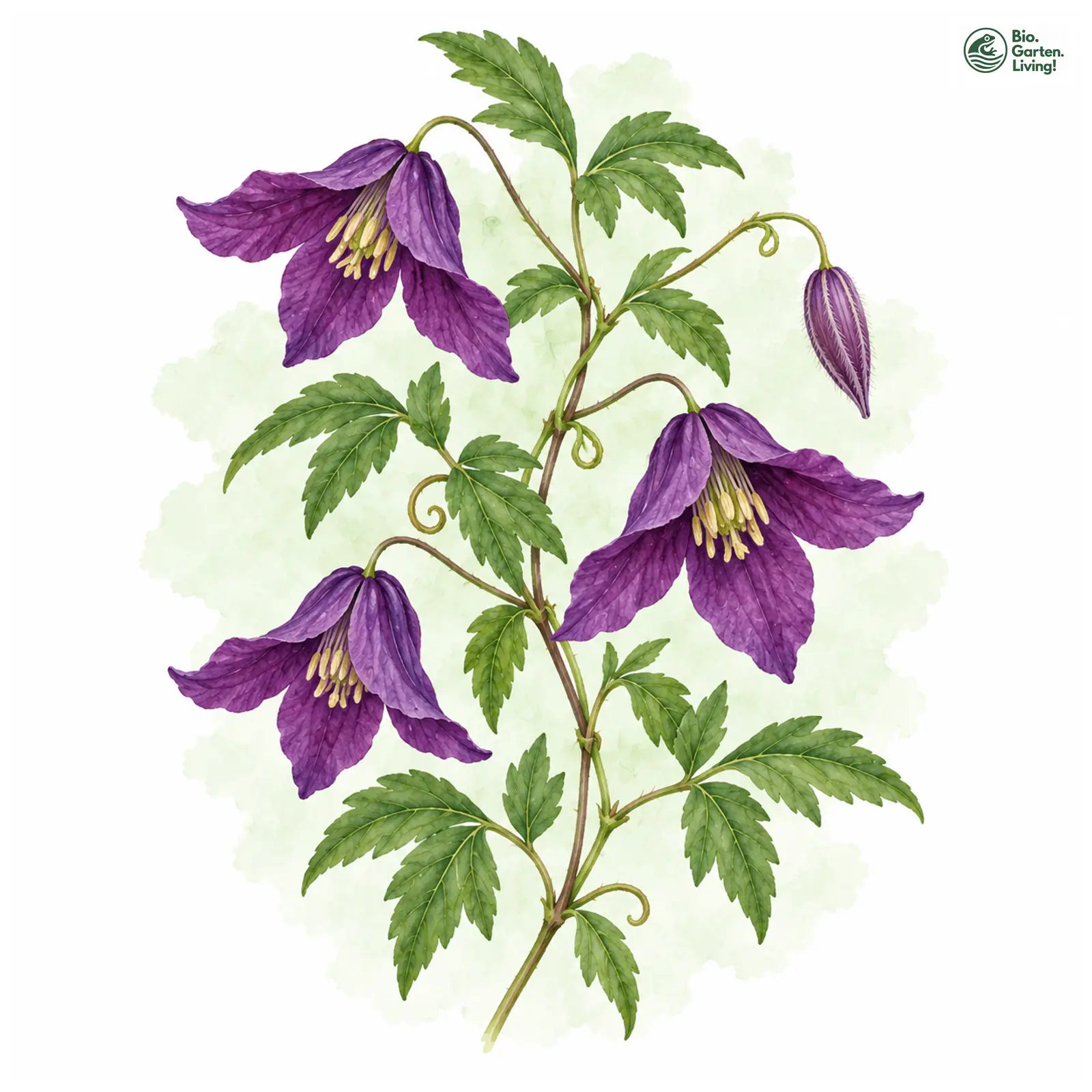 Aquarellzeichnung: Italienische Waldrebe (Clematis viticella)