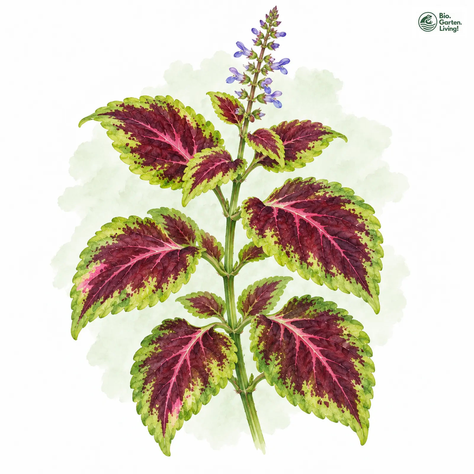 Aquarellzeichnung: Buntnessel (Coleus scutellarioides)