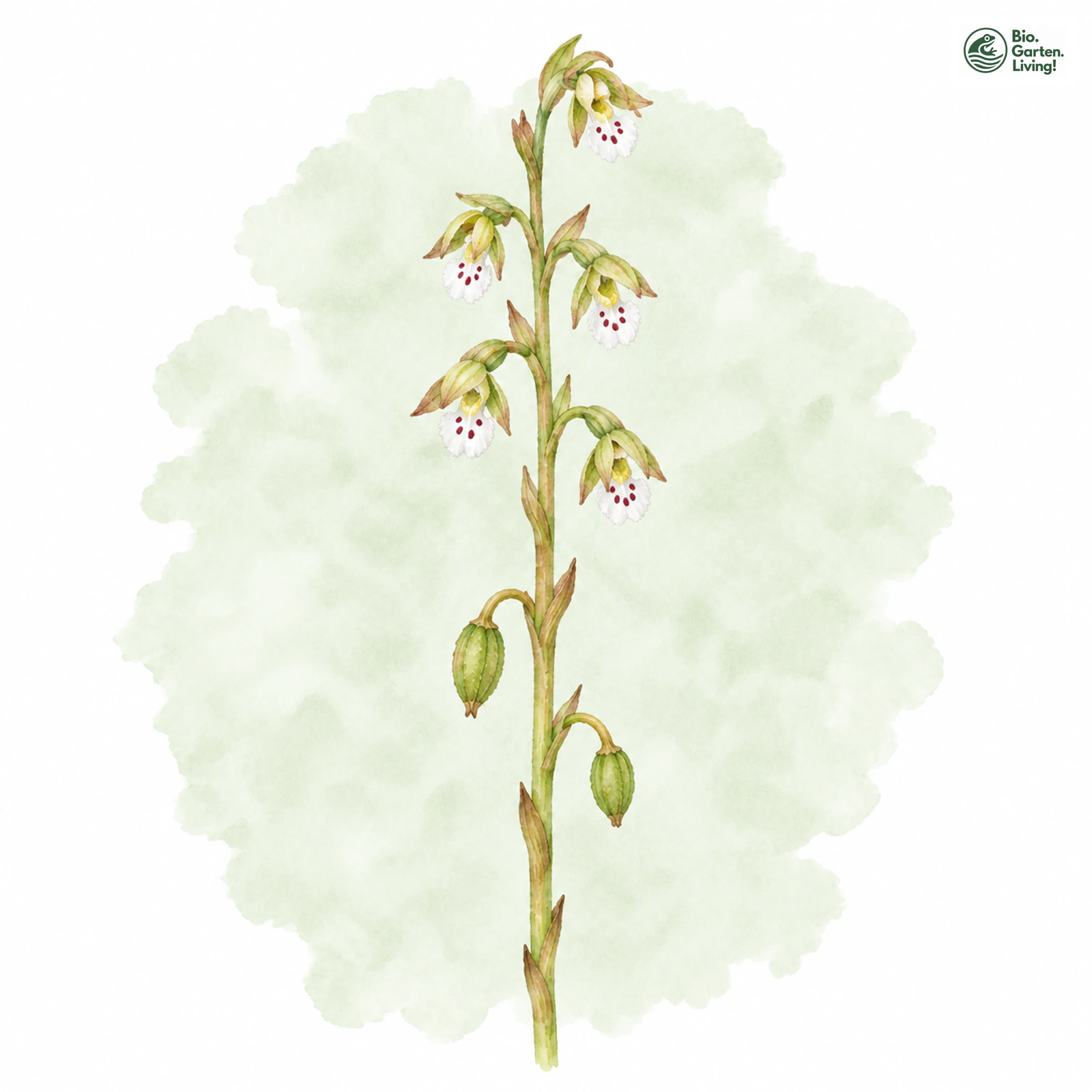 Aquarellzeichnung: Korallenwurz (Corallorhiza trifida)
