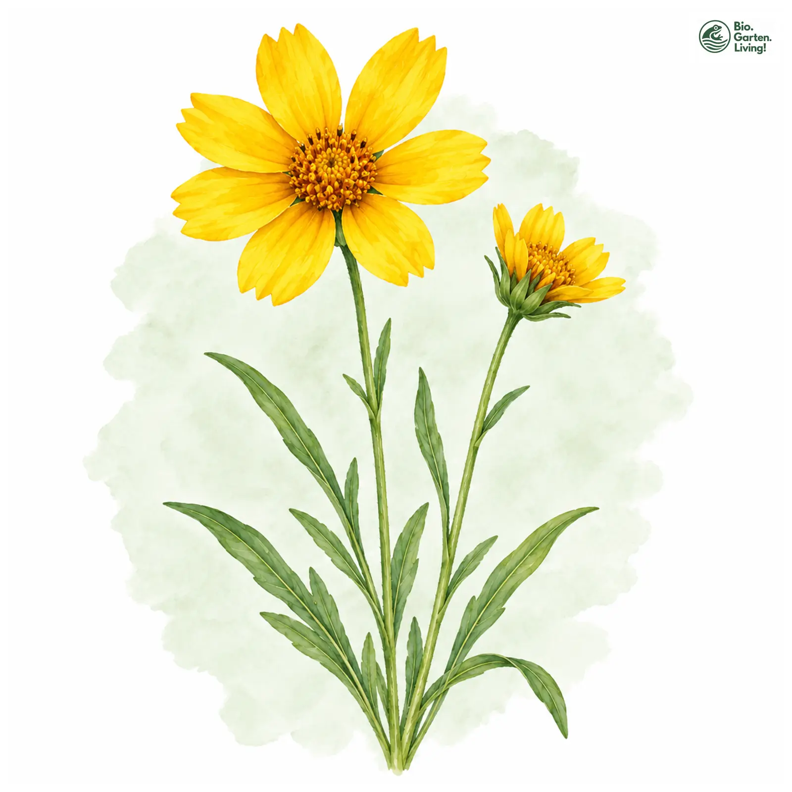 Aquarellzeichnung: Lanzettblättriges Mädchenauge (Coreopsis lanceolata)