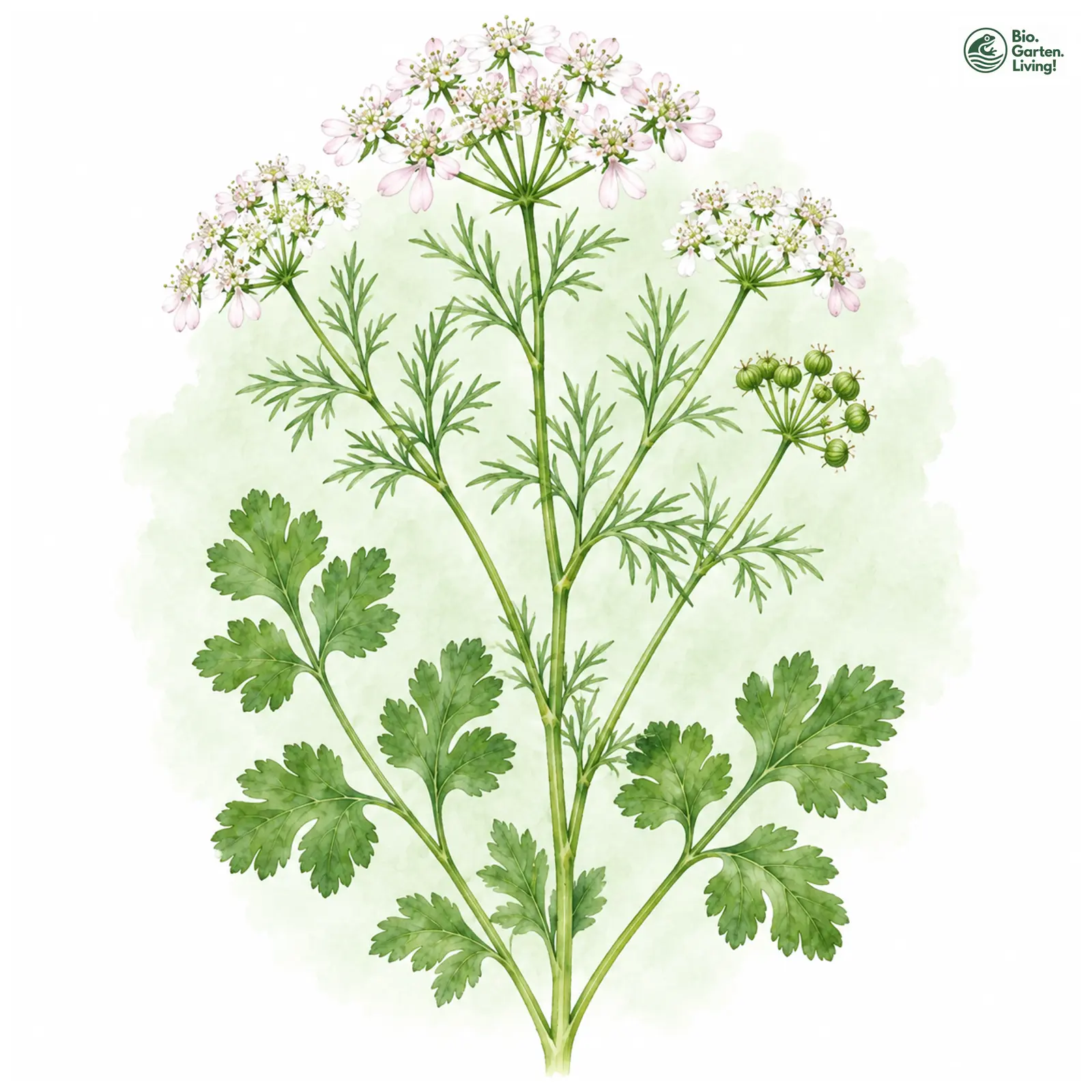 Aquarellzeichnung: Koriander (Coriandrum sativum)