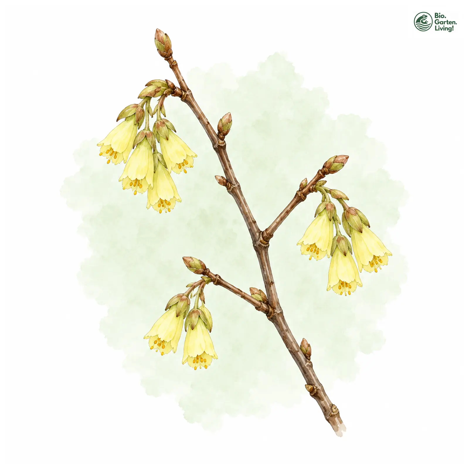 Aquarellzeichnung: Niedrige Scheinhasel (Corylopsis pauciflora)