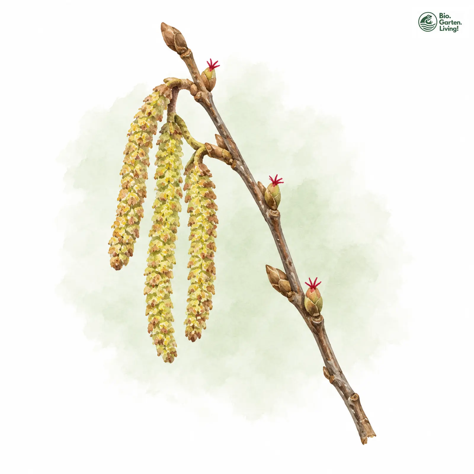 Aquarellzeichnung: Gewöhnliche Hasel (Corylus avellana)
