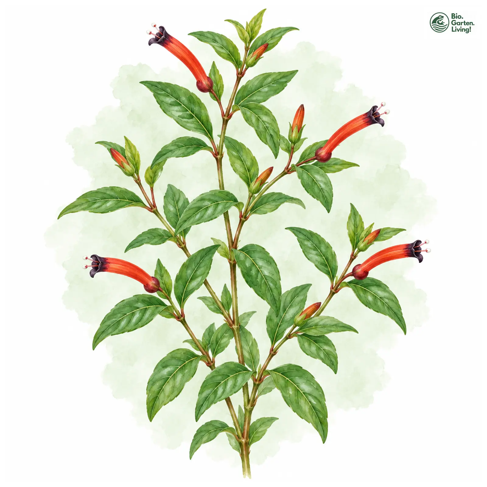 Aquarellzeichnung: Köcherblümchen (Cuphea ignea)