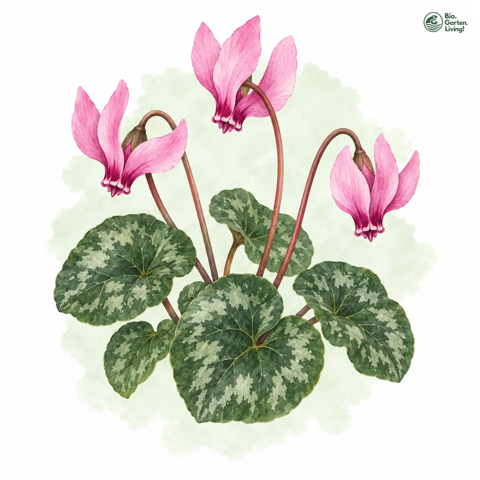 Aquarellzeichnung: Frühlings Alpenveilchen (Cyclamen coum)
