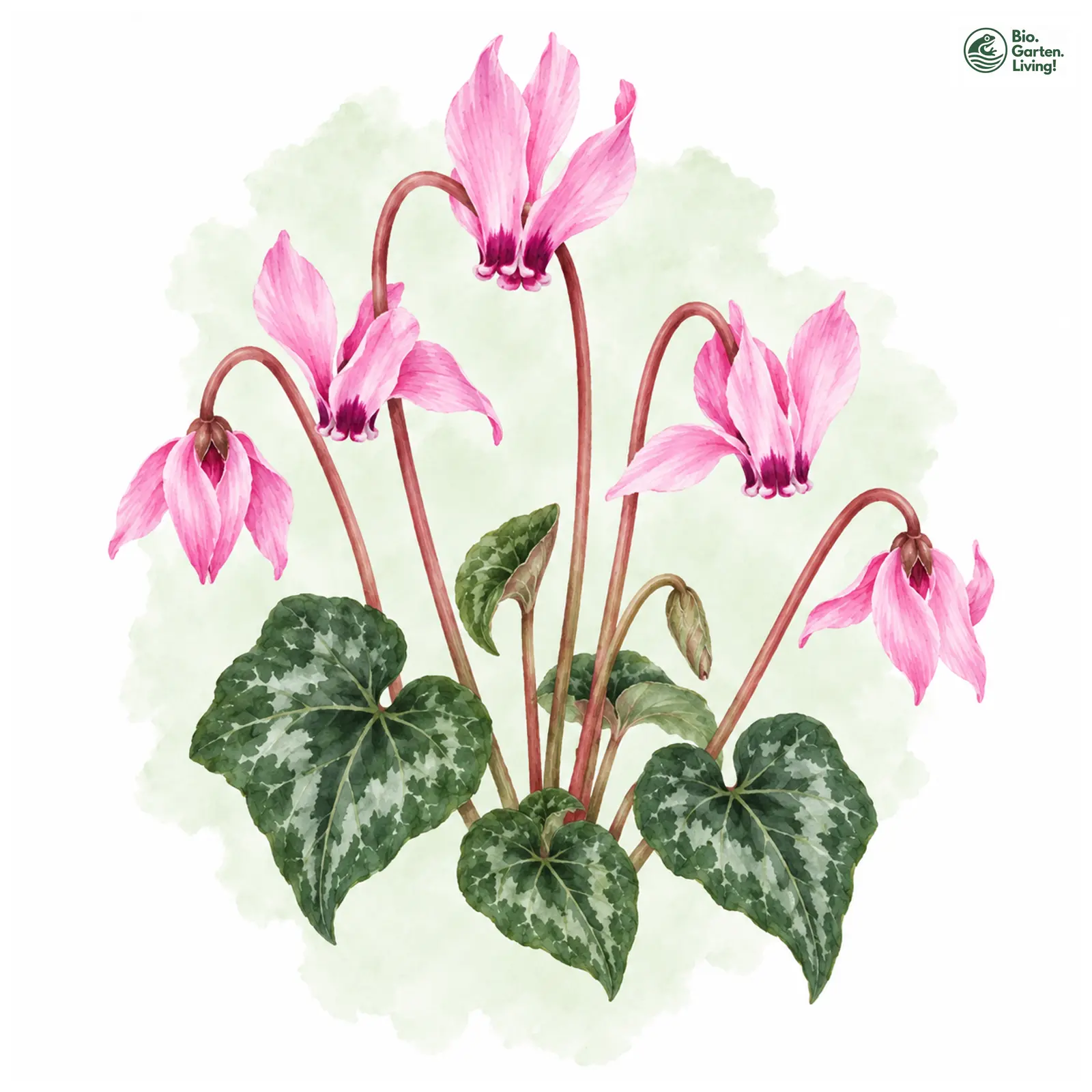 Aquarellzeichnung: Herbst-Alpenveilchen (Cyclamen hederifolium)