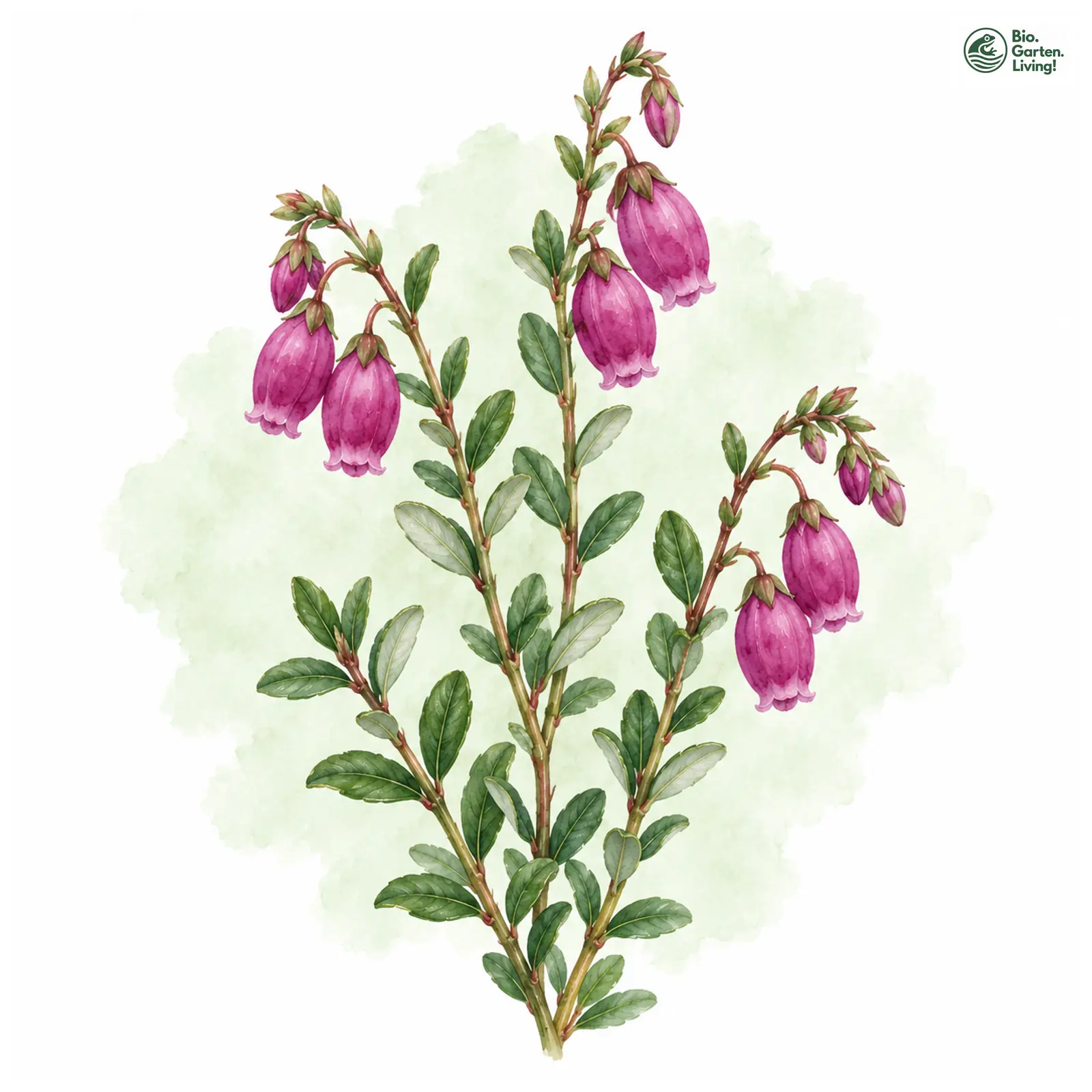 Aquarellzeichnung: Irische Heide (Daboecia cantabrica)
