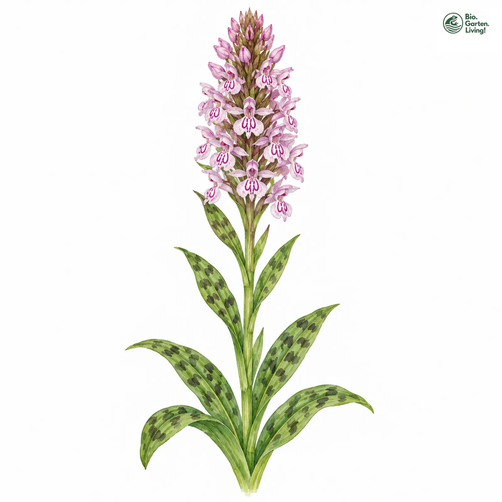 Aquarellzeichnung: Gefleckte Fingerwurz (Dactylorhiza maculata (im engeren Sinne))