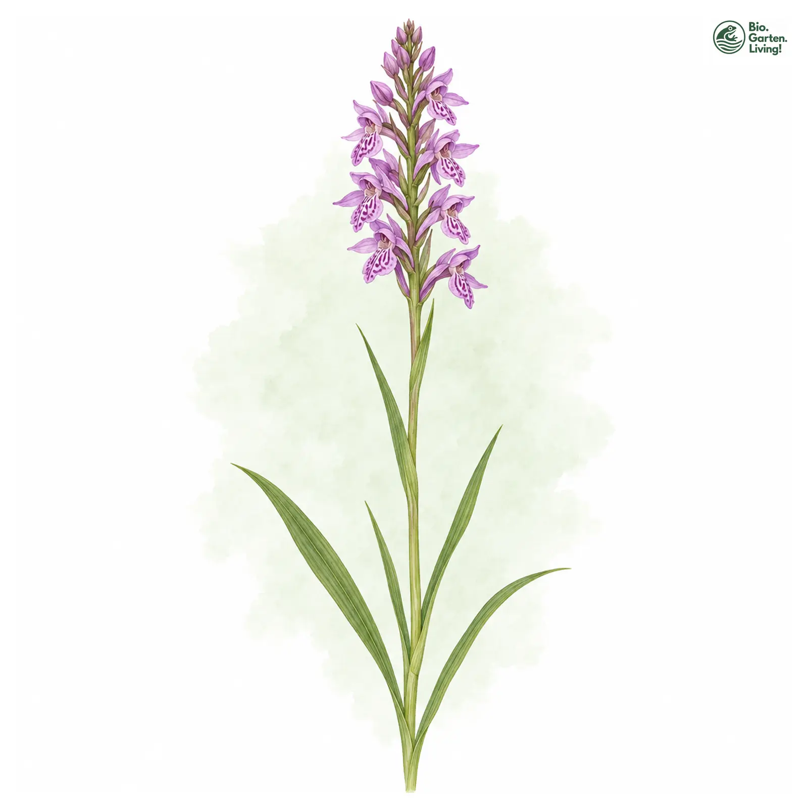 Aquarellzeichnung: Vogesen-Fingerwurz (Dactylorhiza vosagiaca)