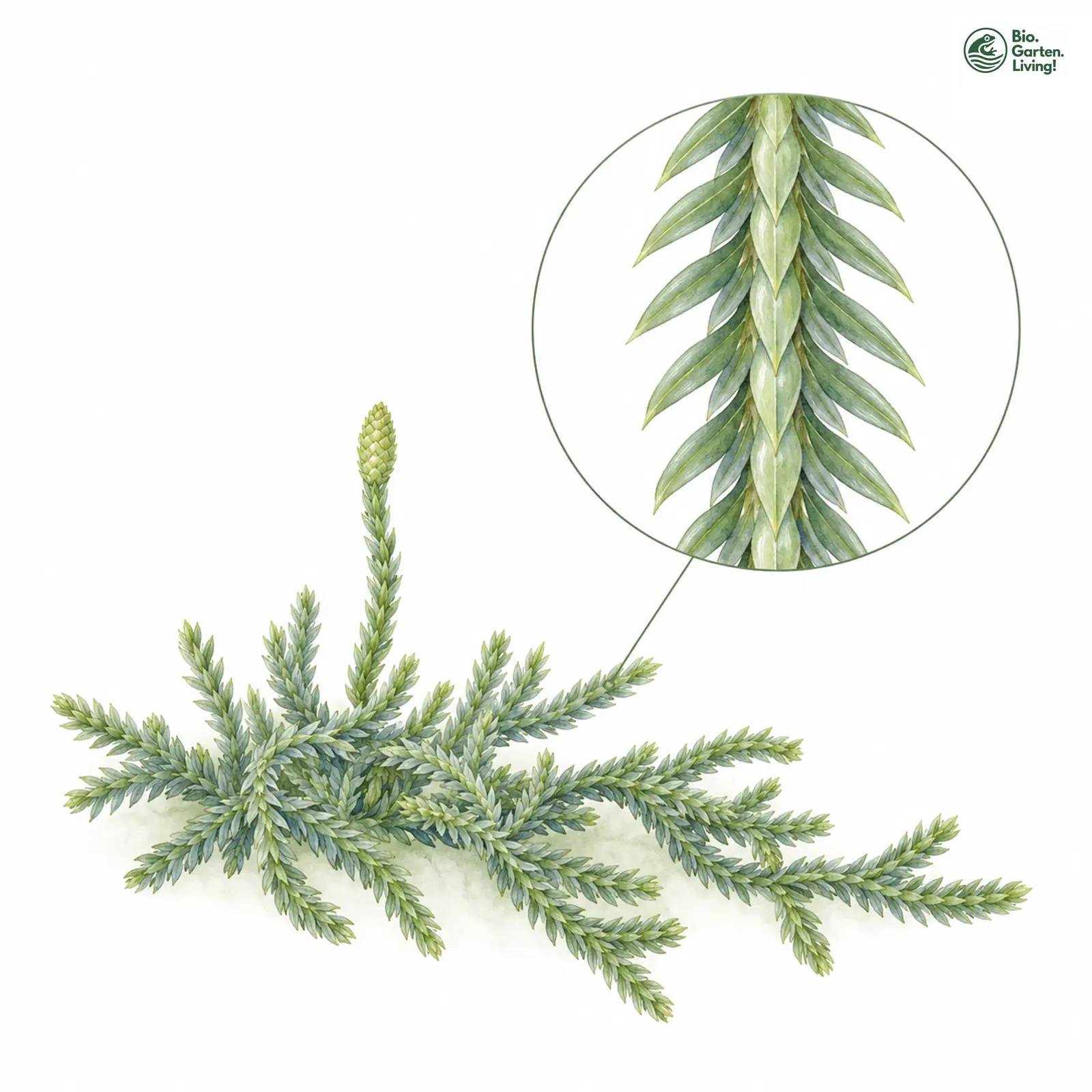 Aquarellzeichnung: Øllgaard-Flachbärlapp (Diphasiastrum oellgaardii)
