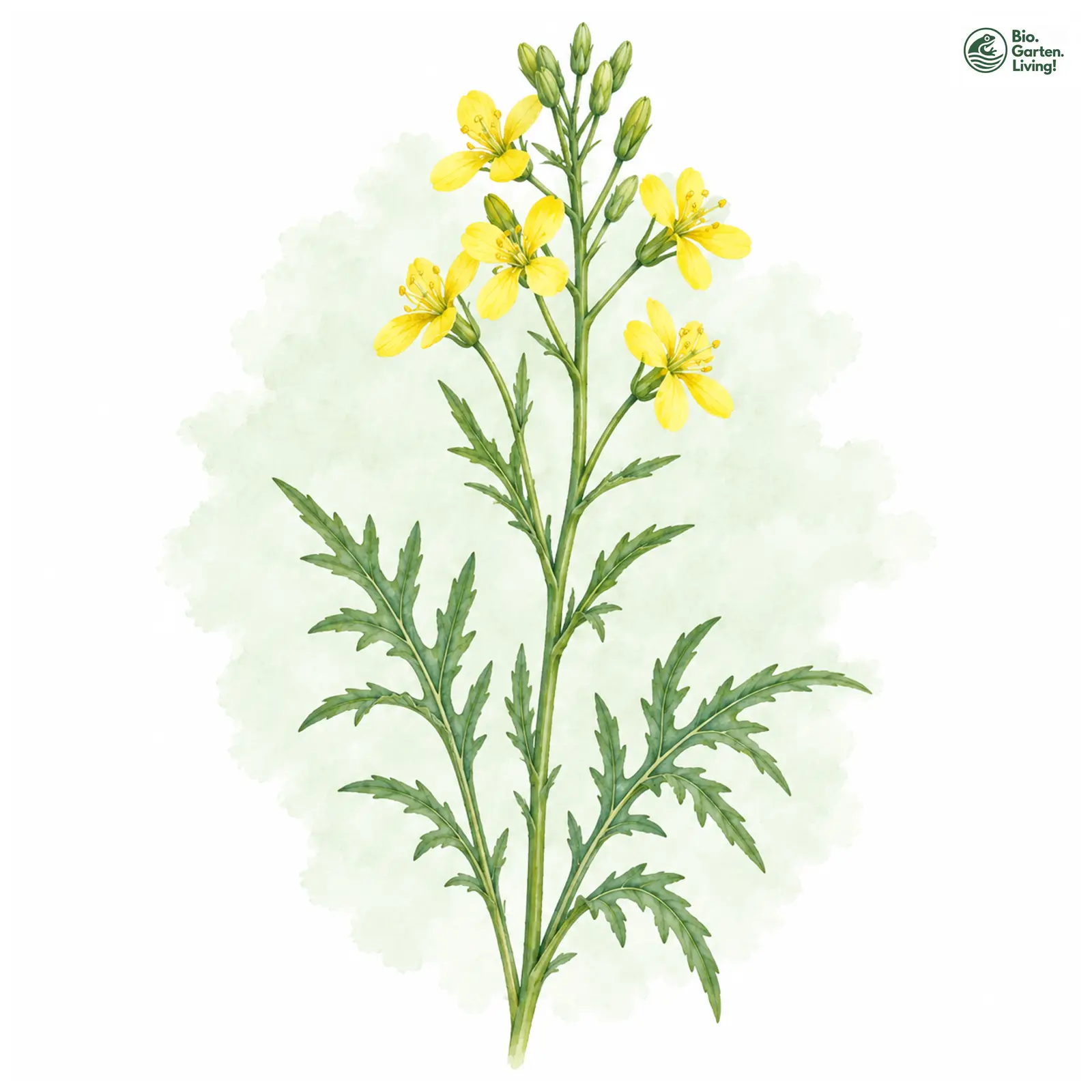 Aquarellzeichnung: Schmalblättriger Doppelsame (Diplotaxis tenuifolia)