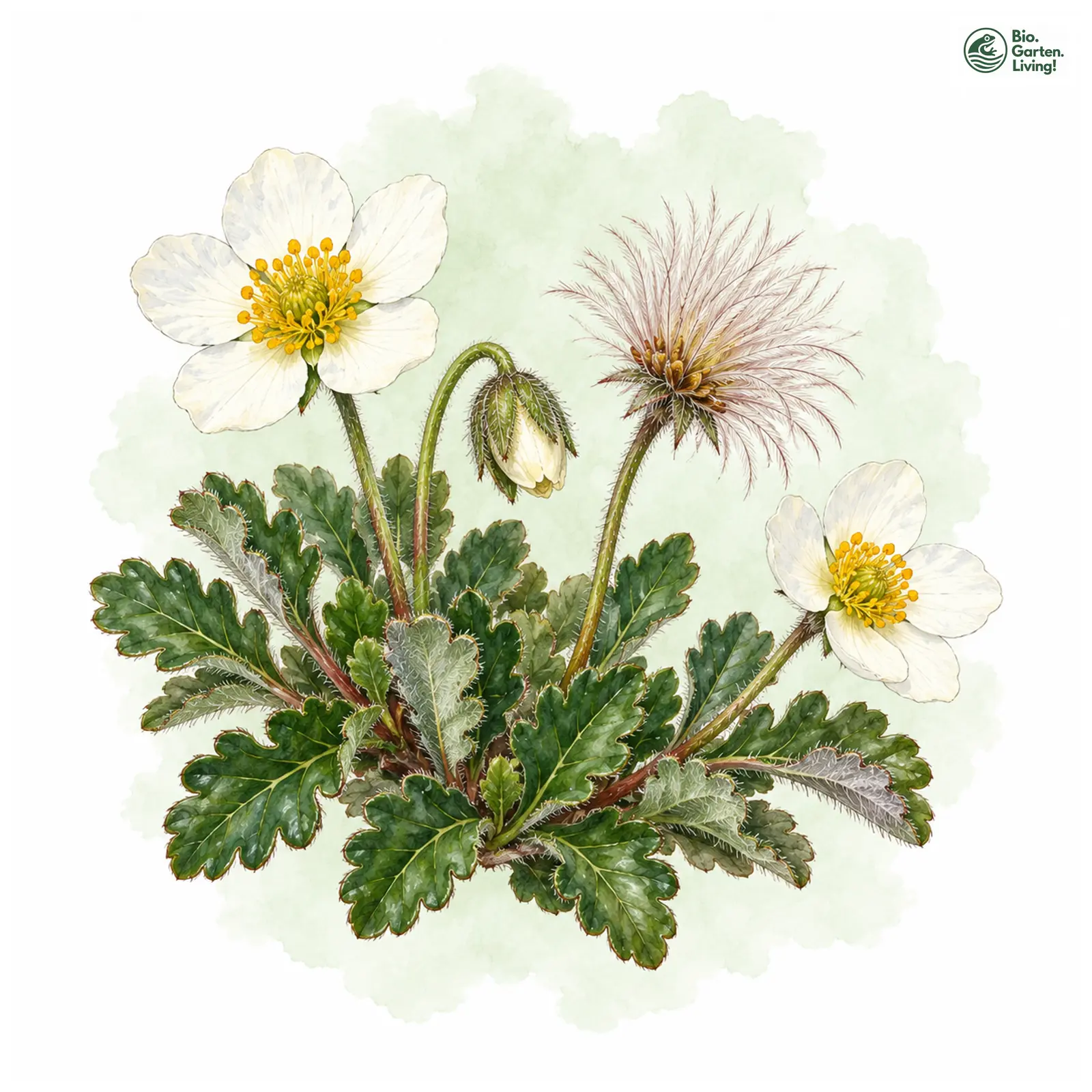 Aquarellzeichnung: Garten-Silberwurz (Dryas × suendermannii)