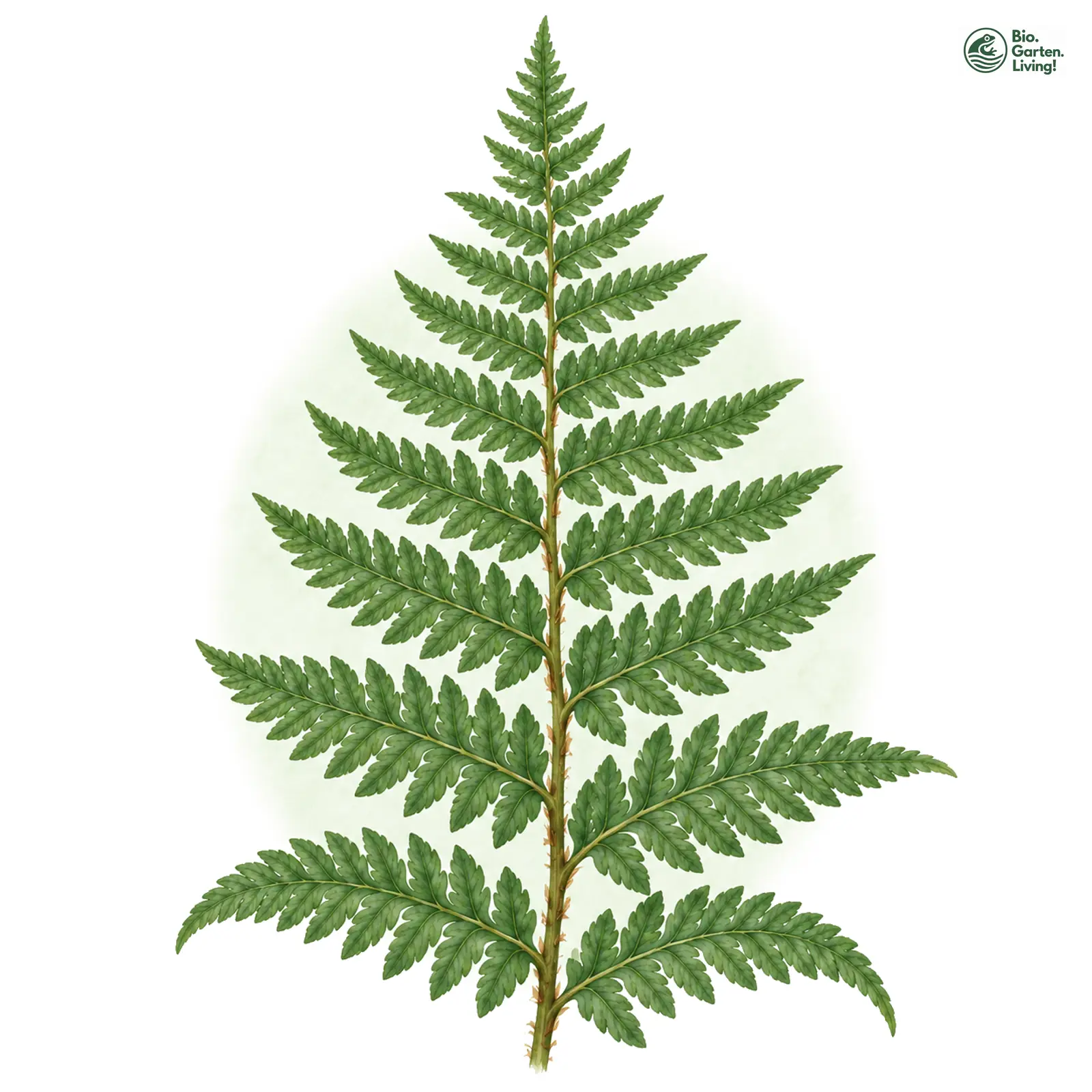 Aquarellzeichnung: Spreuschuppiger Wurmfarn (I. W. S.) (Dryopteris affinis (im weiteren Sinne))