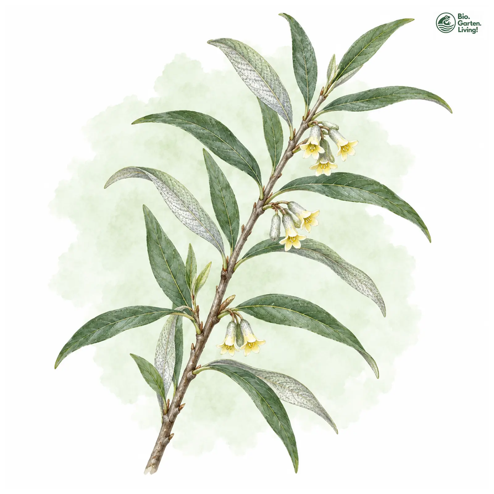 Aquarellzeichnung: Schmalblättrige Ölweide (Elaeagnus angustifolia)