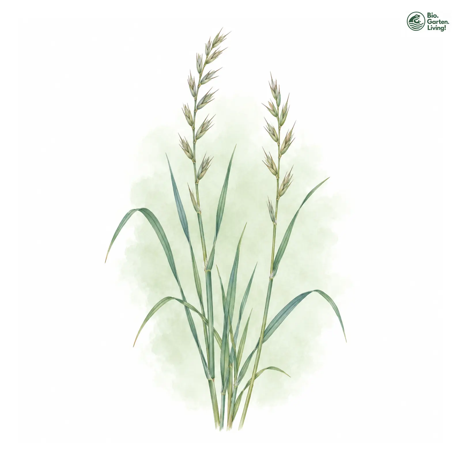 Aquarellzeichnung: Langgliederige Quecke (Elymus laxulus)