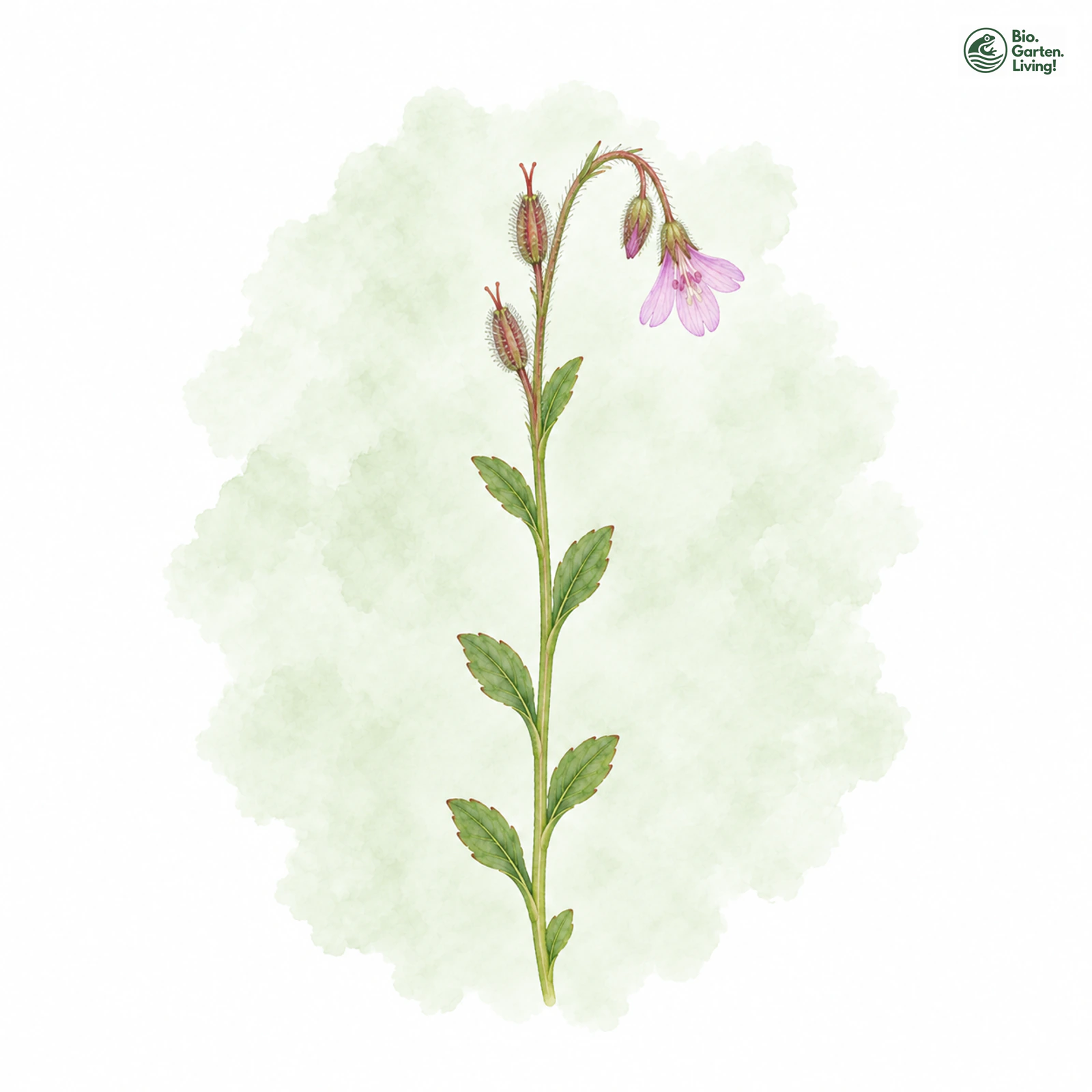 Aquarellzeichnung: Nickendes Weidenröschen (Epilobium nutans)