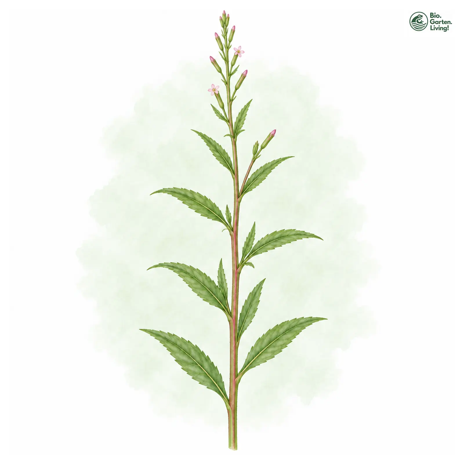 Aquarellzeichnung: Vierkantiges Weidenröschen (I. E. S.) (Epilobium tetragonum (im engeren Sinne))