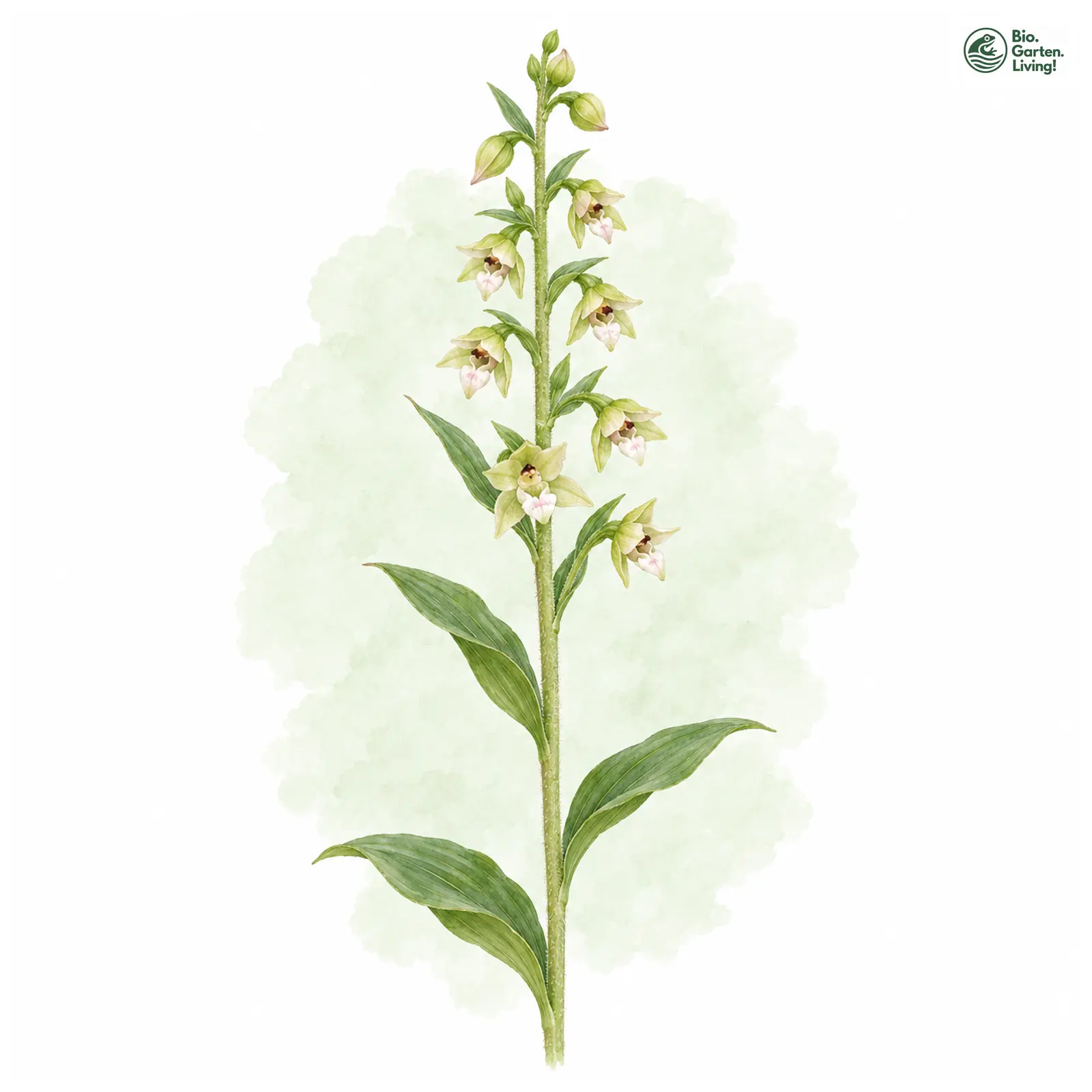 Aquarellzeichnung: Ungarische Ständelwurz (Epipactis bugacensis)