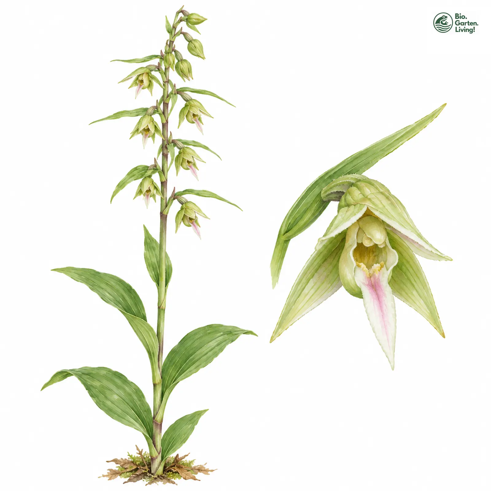 Aquarellzeichnung: Schmallippige Ständelwurz (Epipactis leptochila (im weiteren Sinne))