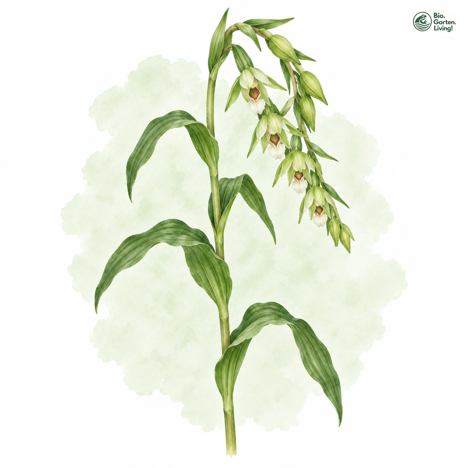 Aquarellzeichnung: Müller-Ständelwurz (Epipactis muelleri)