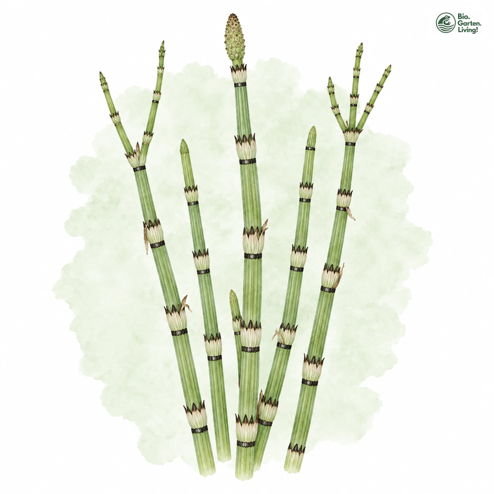 Aquarellzeichnung: Moore-Schachtelhalm (Equisetum moorei)