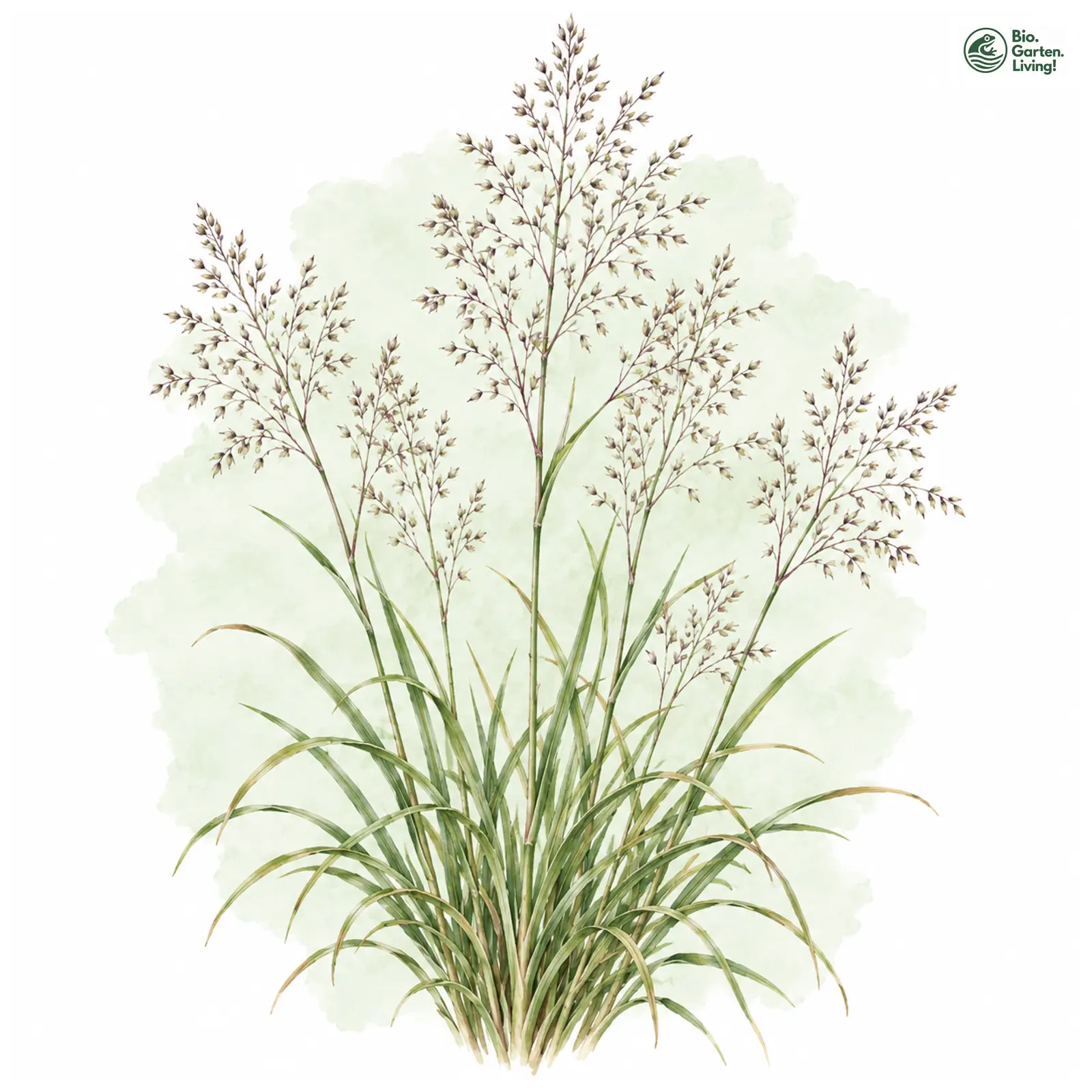 Aquarellzeichnung: Elliotts Liebesgras (Eragrostis elliottii)