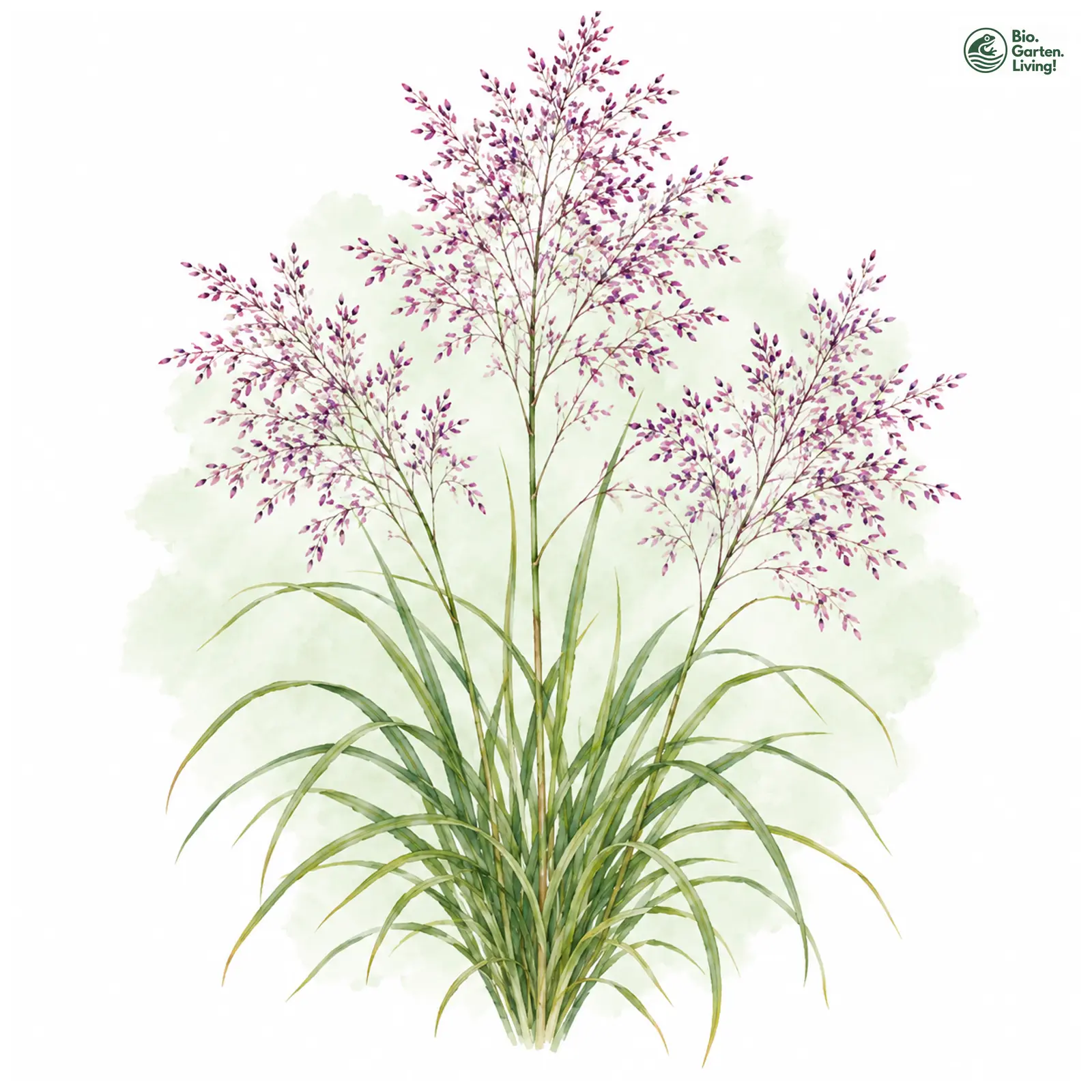 Aquarellzeichnung: Purpur-Liebesgras (Eragrostis spectabilis)