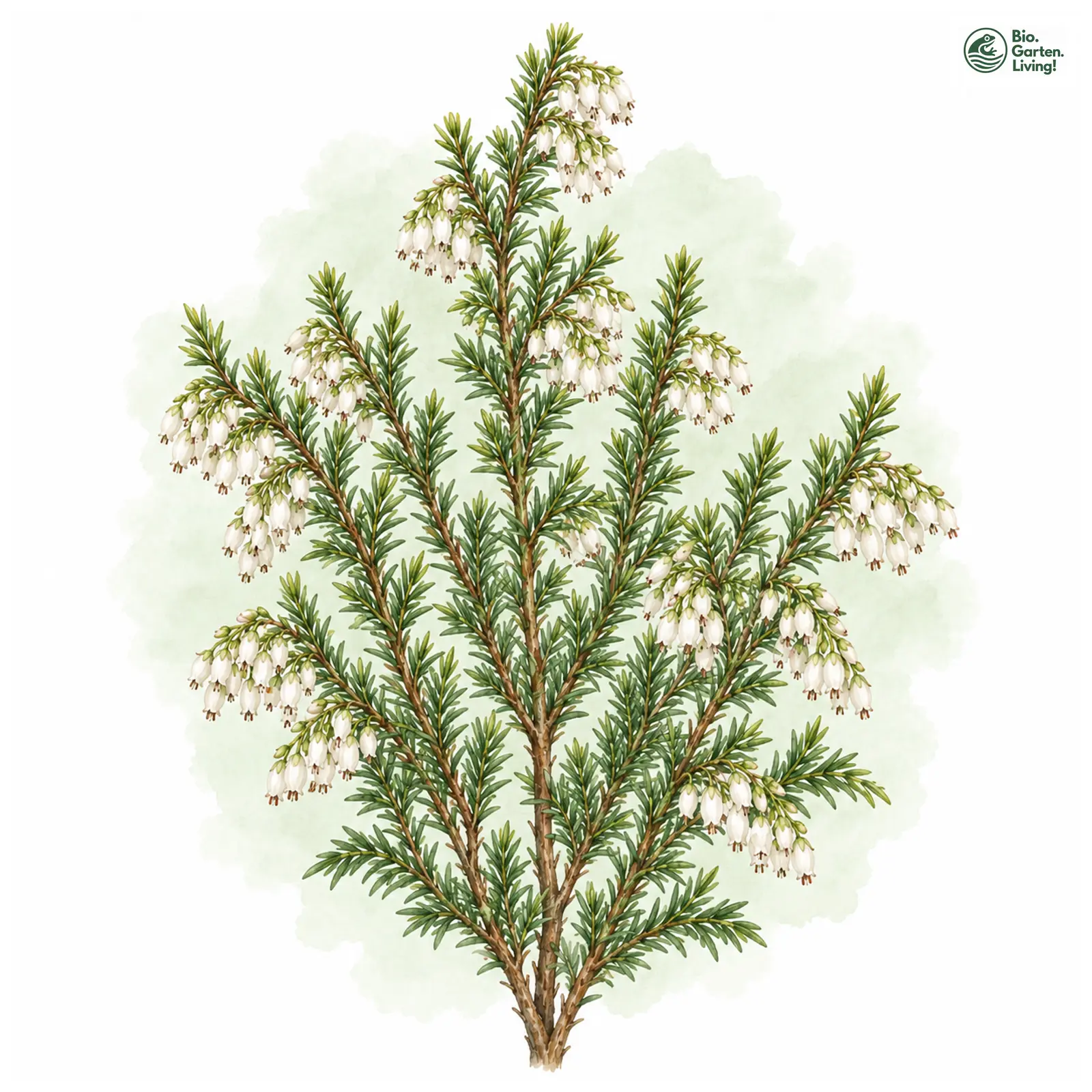 Aquarellzeichnung: Baum-Heide (Erica arborea)