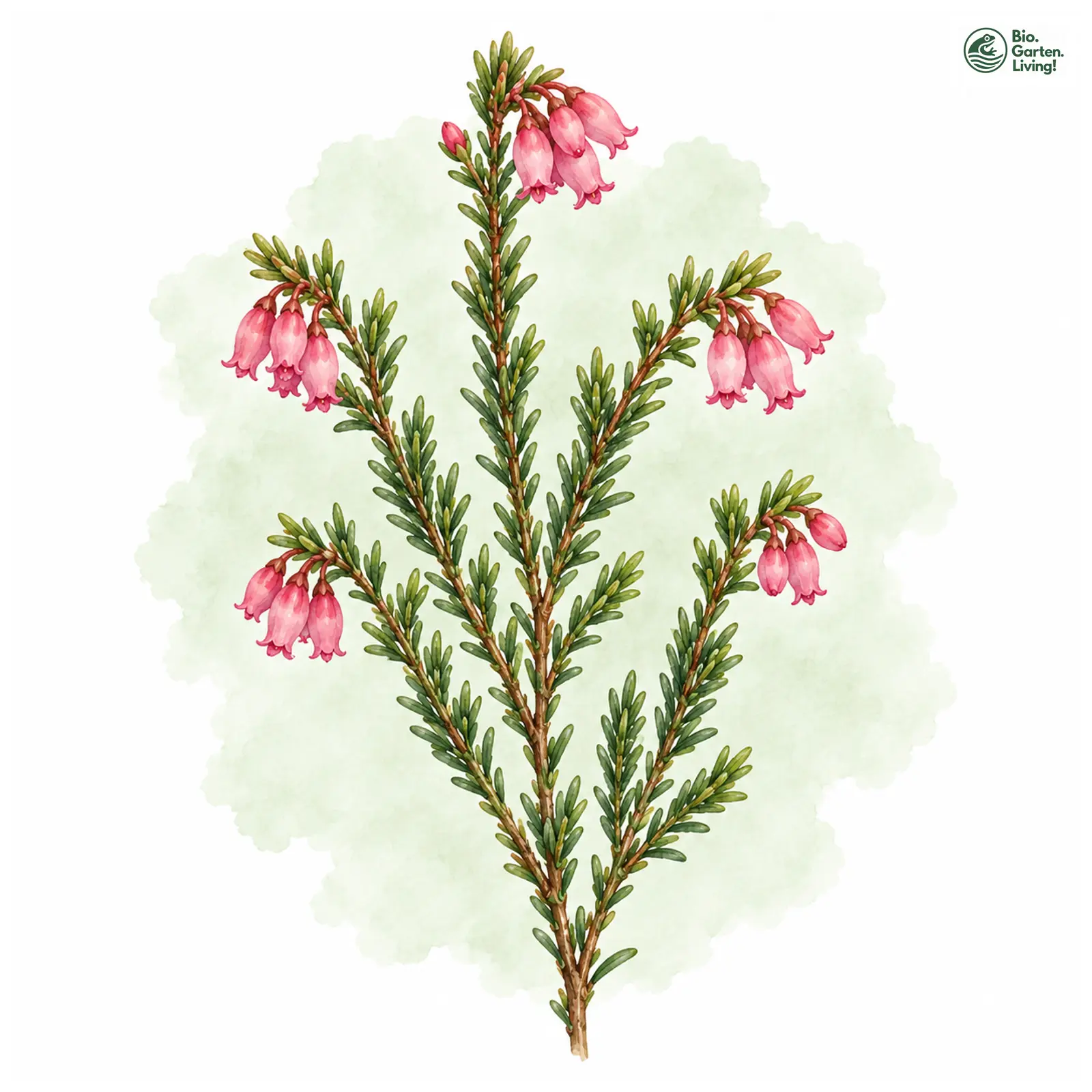 Aquarellzeichnung: Glockenheide (Erica gracilis)