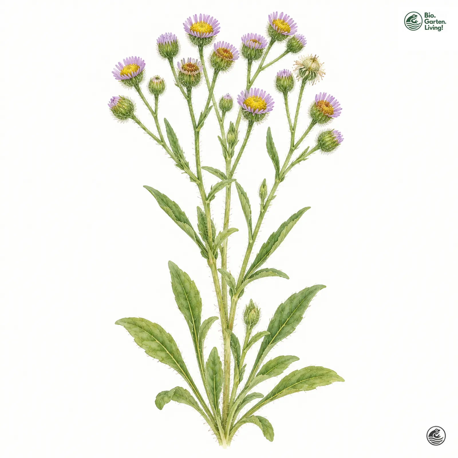 Aquarellzeichnung: Scharfes Berufkraut (I. W. S.) (Erigeron acris (im weiteren Sinne))